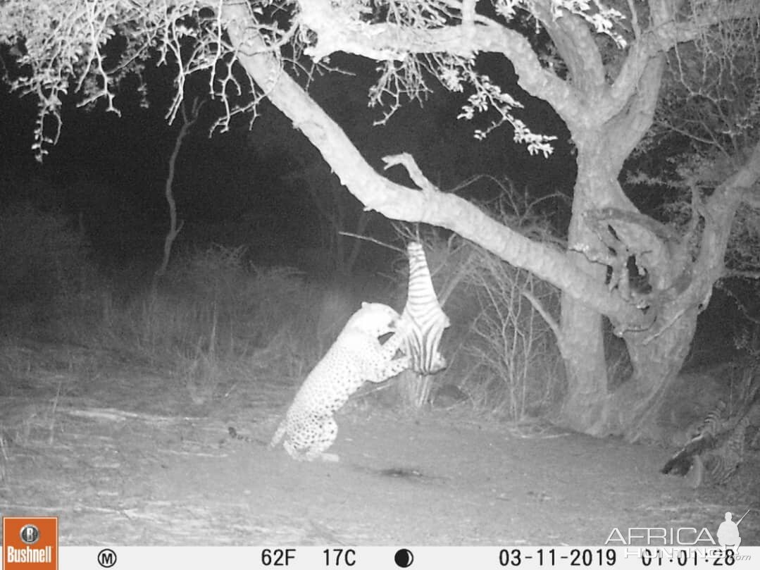 Leopard Trail Cam Pictures South Africa