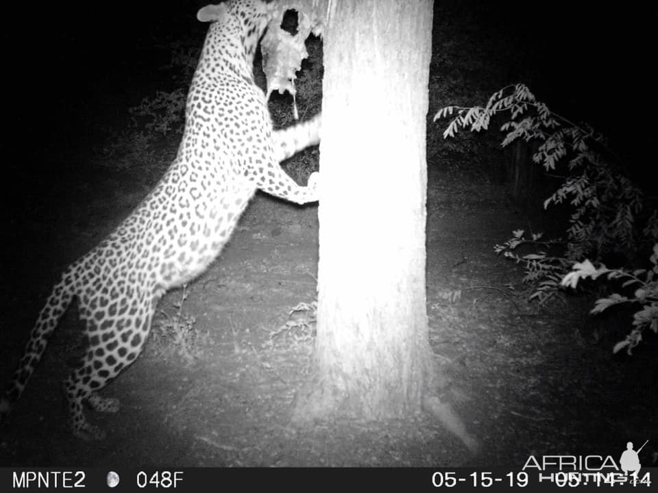 Leopard Trail Cam Pictures South Africa