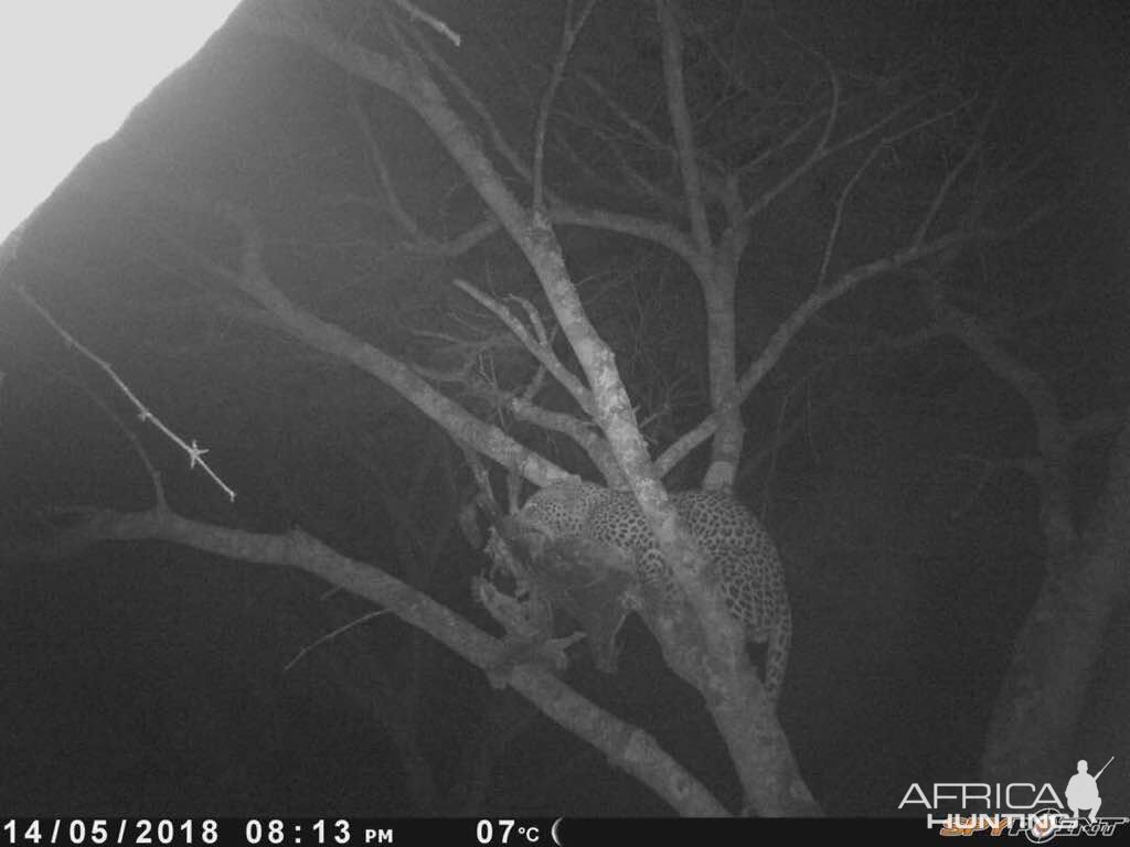 Leopard Trail Cam Pictures Zimbabwe