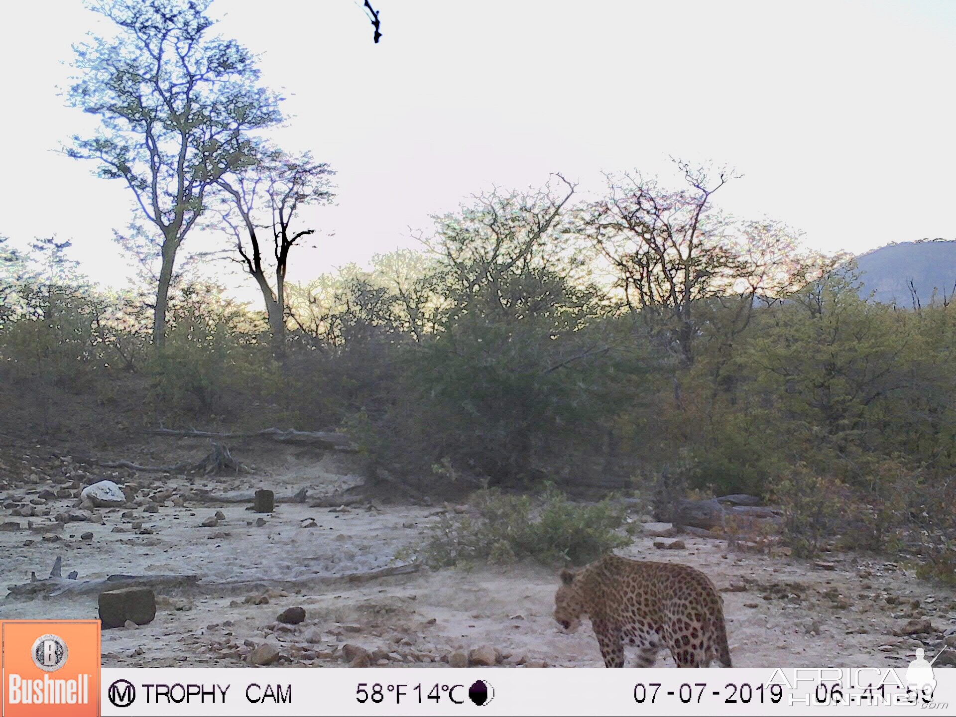 Leopard Trail Cam Pictures Zimbabwe