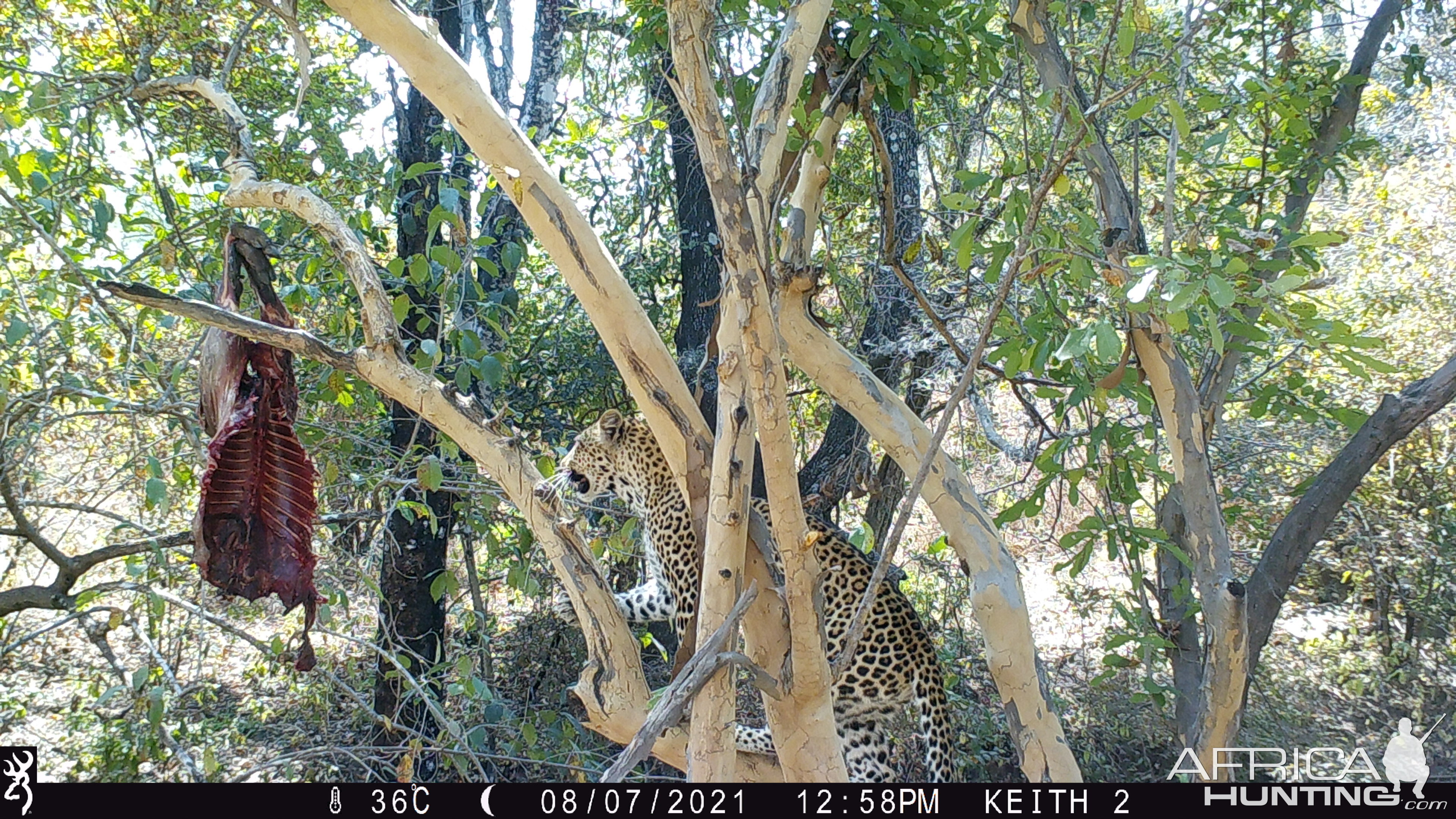 Leopard Trail Cam