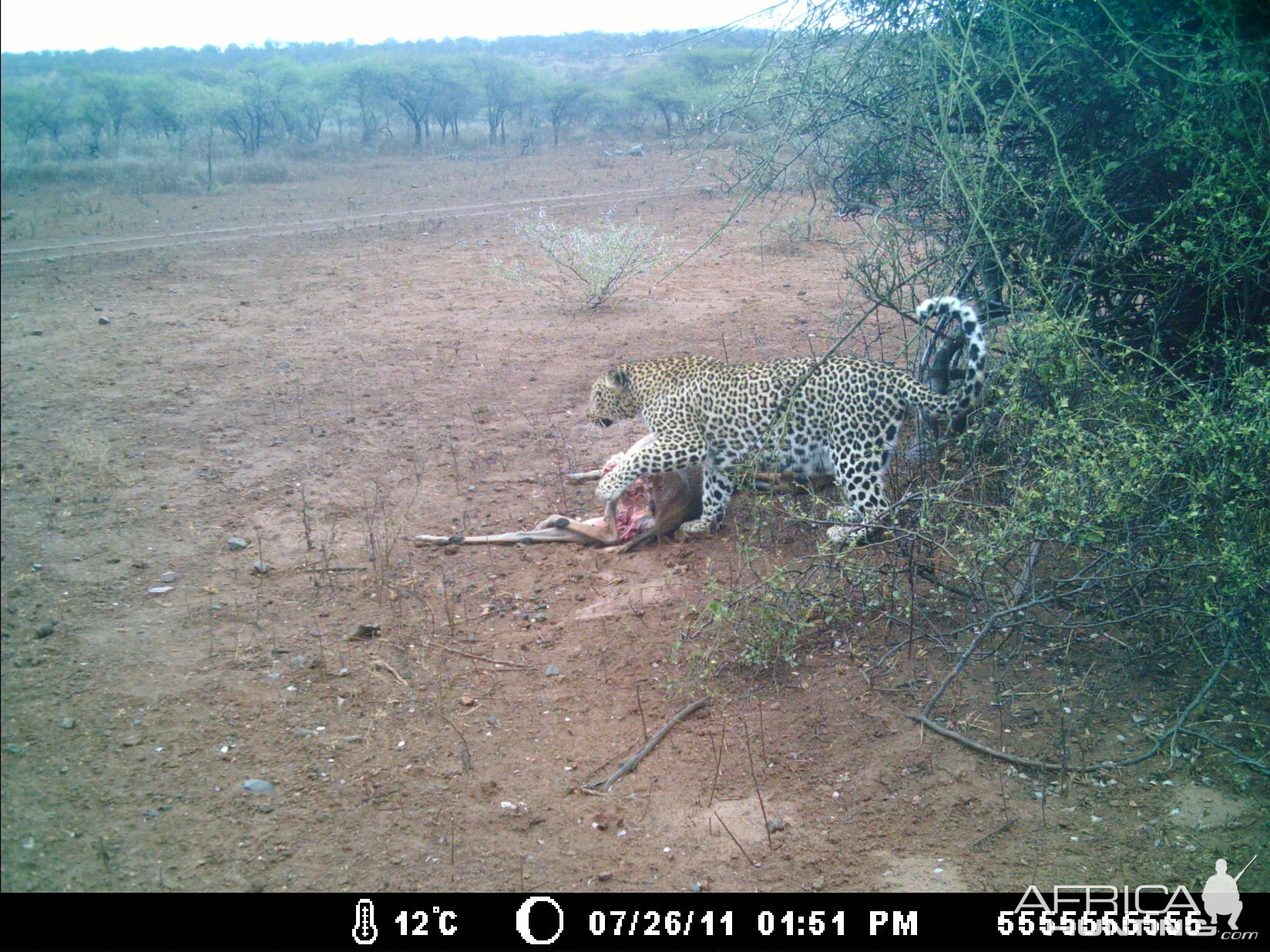 Leopard Trail Cam