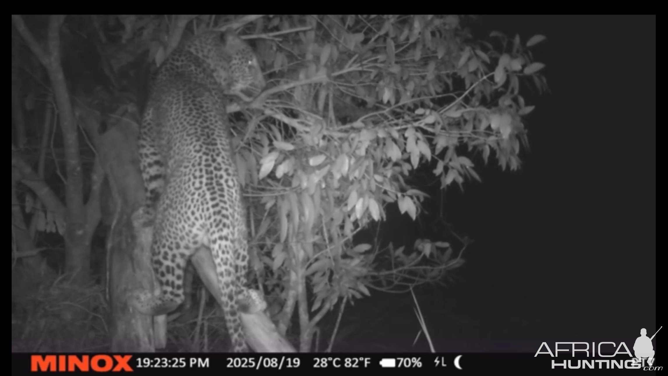 Leopard Trail Camera Mozambique