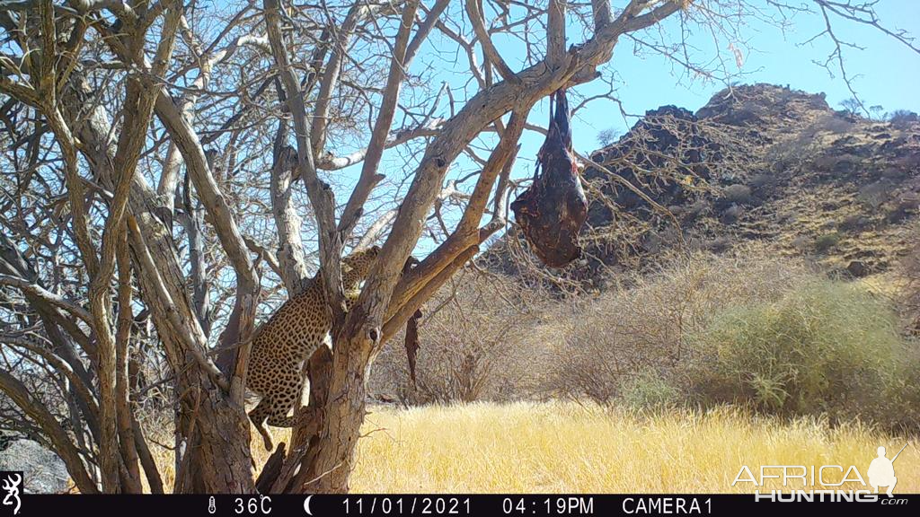 Leopard Trail Camera Namibia