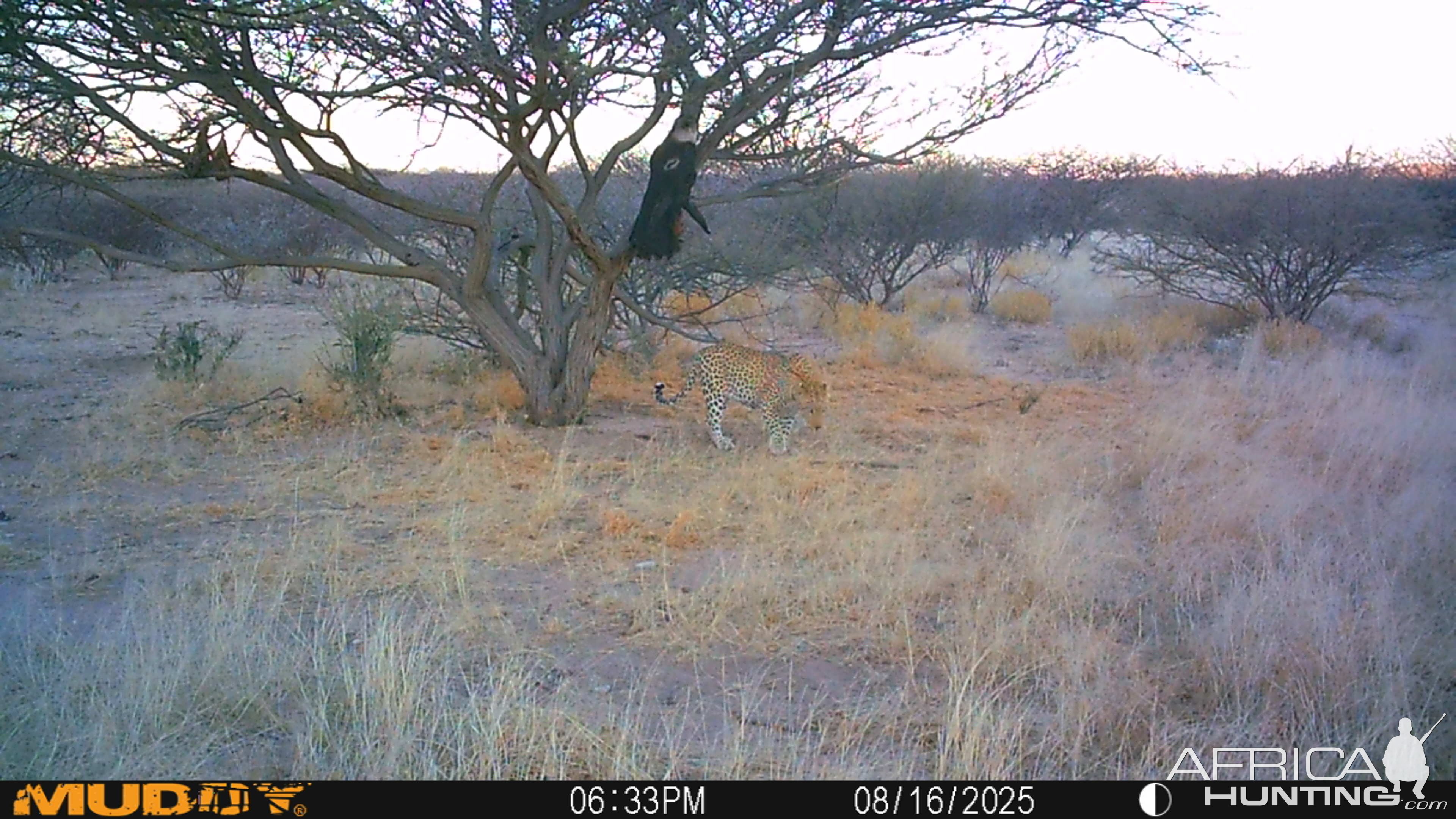 Leopard Trail Camera Namibia