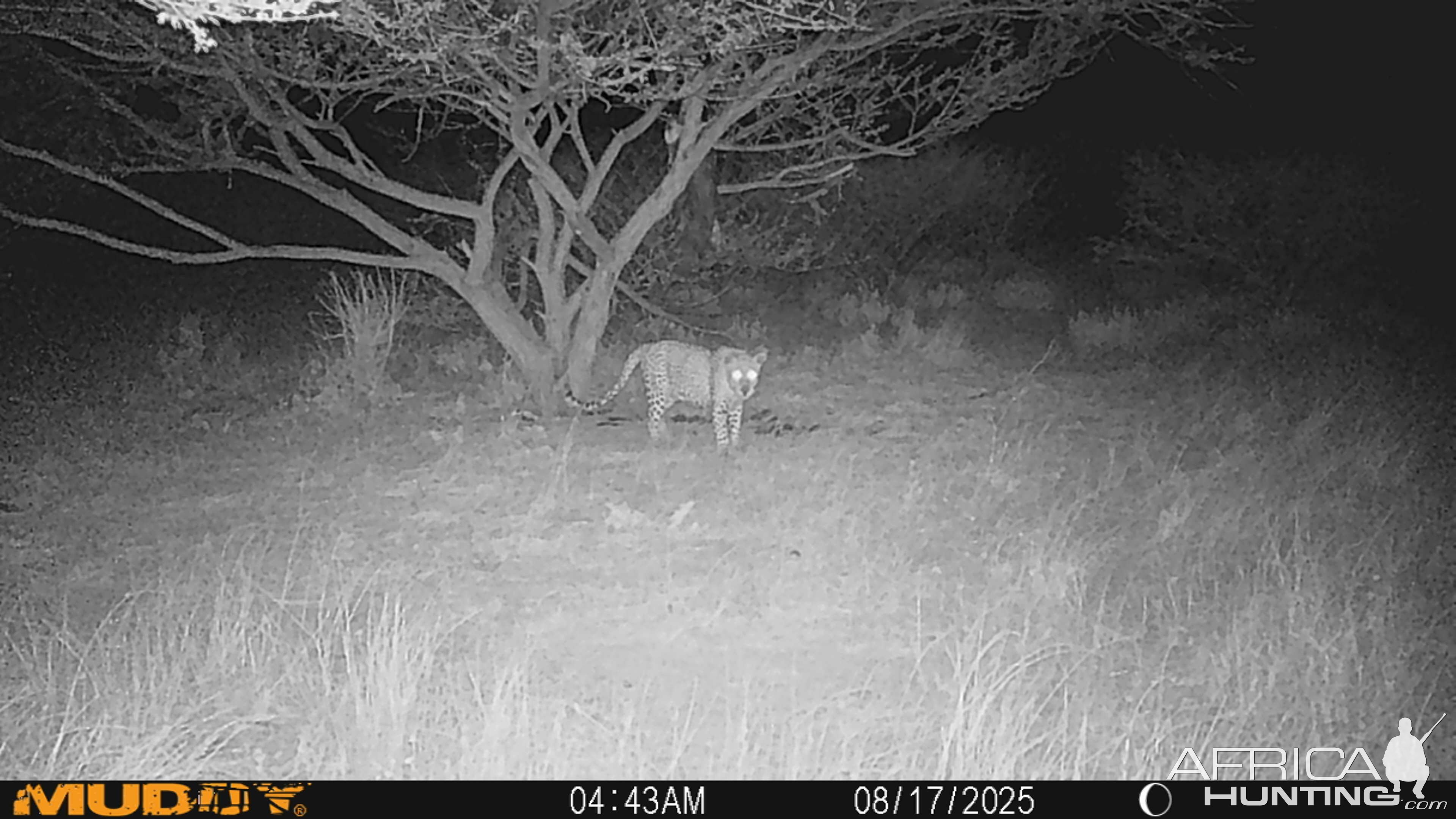 Leopard Trail Camera Namibia