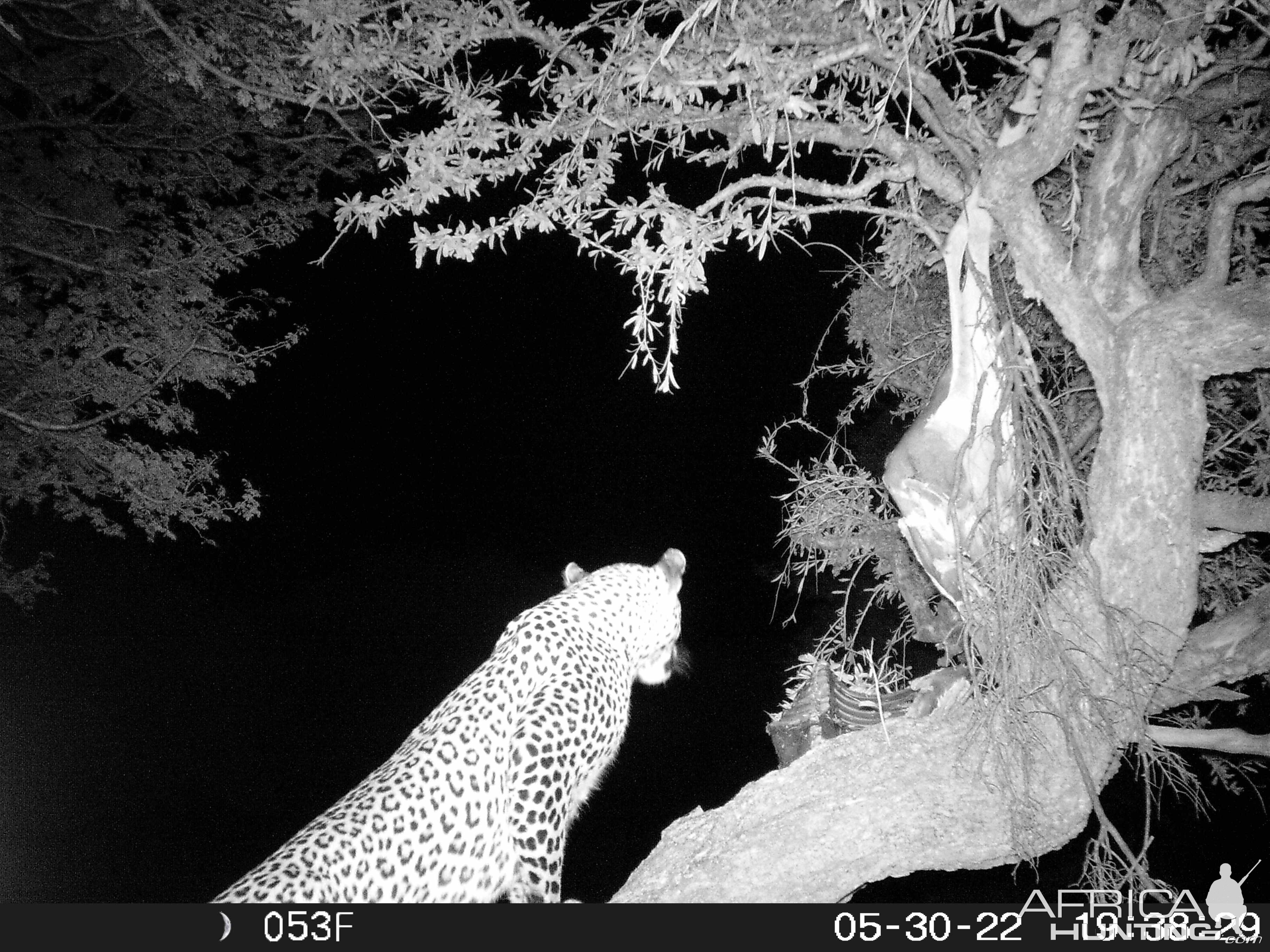 Leopard Trail Camera South Africa