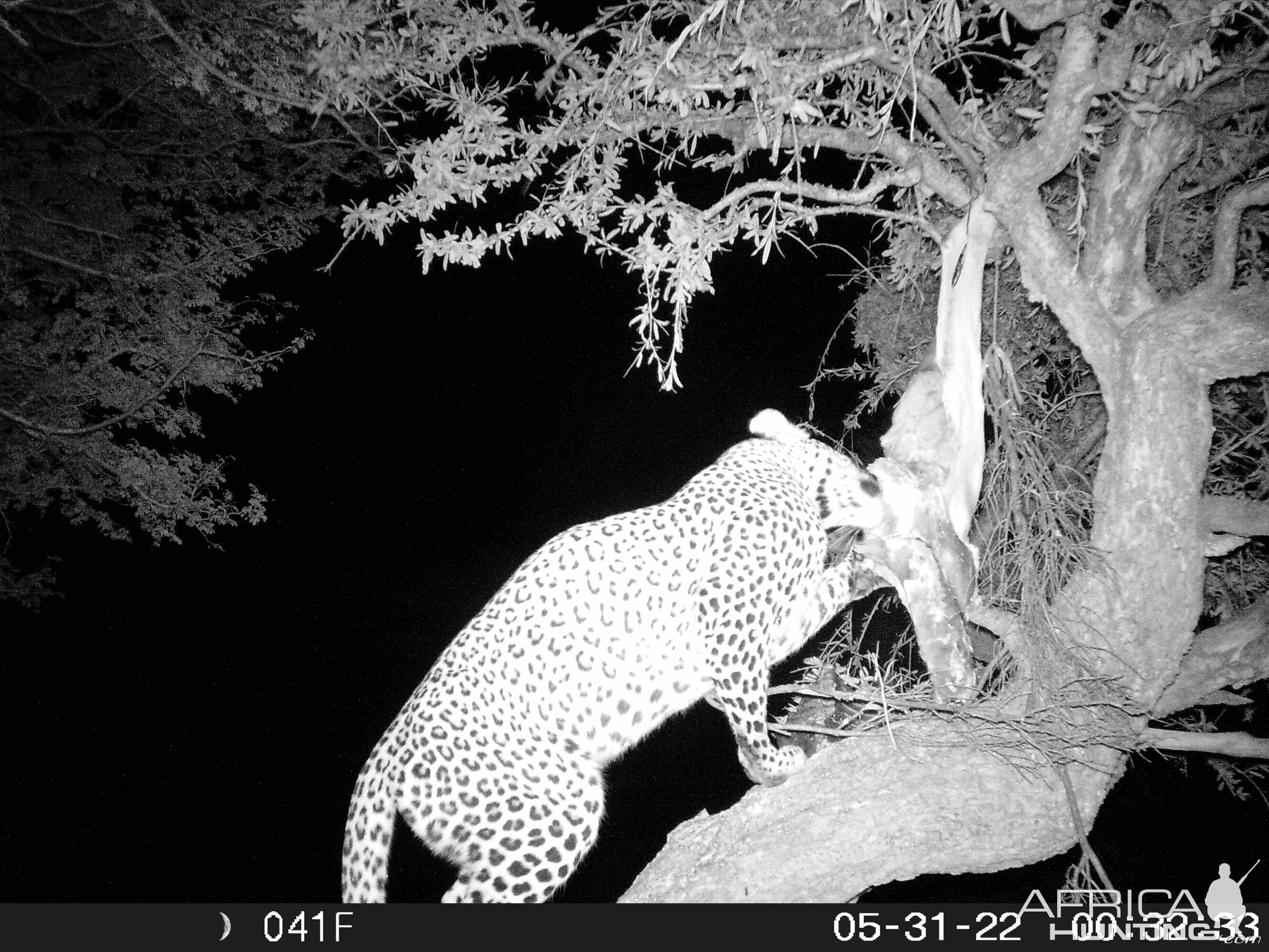 Leopard Trail Camera South Africa
