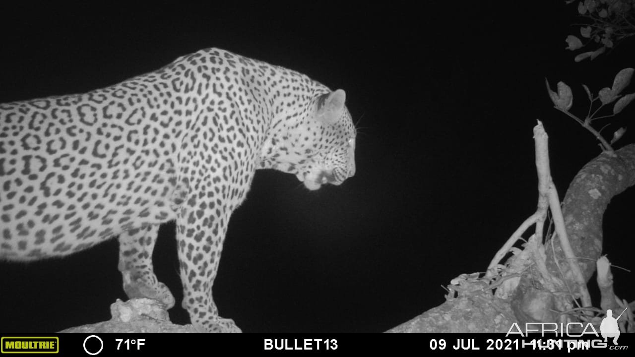 Leopard Trail Camera Tanzania