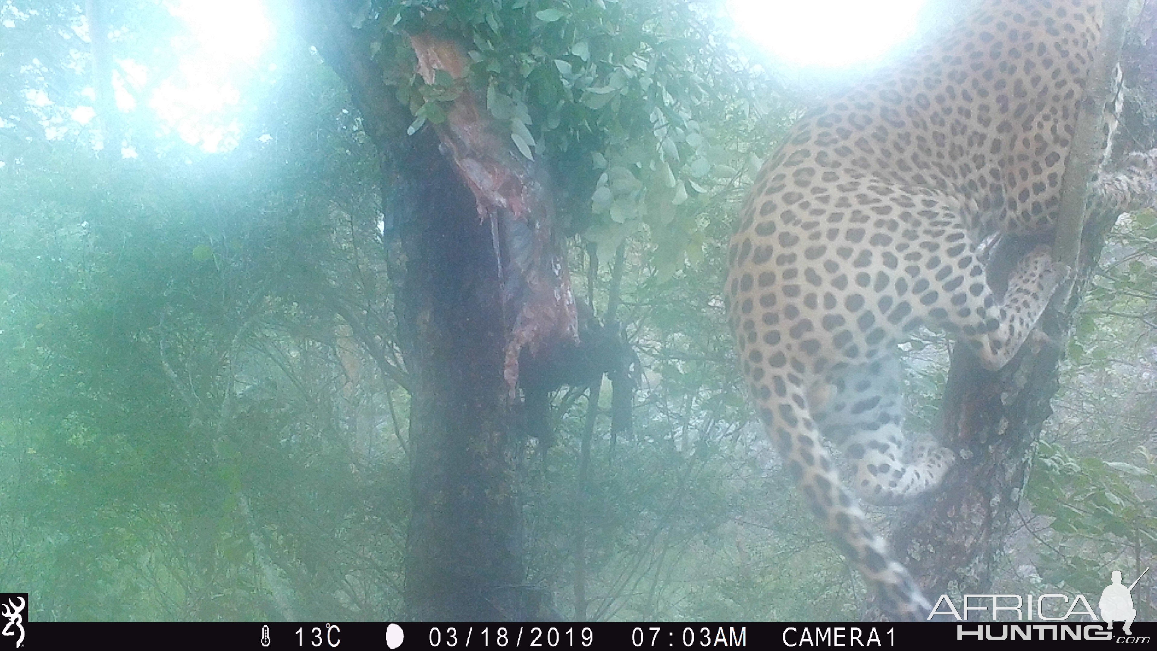 Leopard Trail Camera Zimbabwe