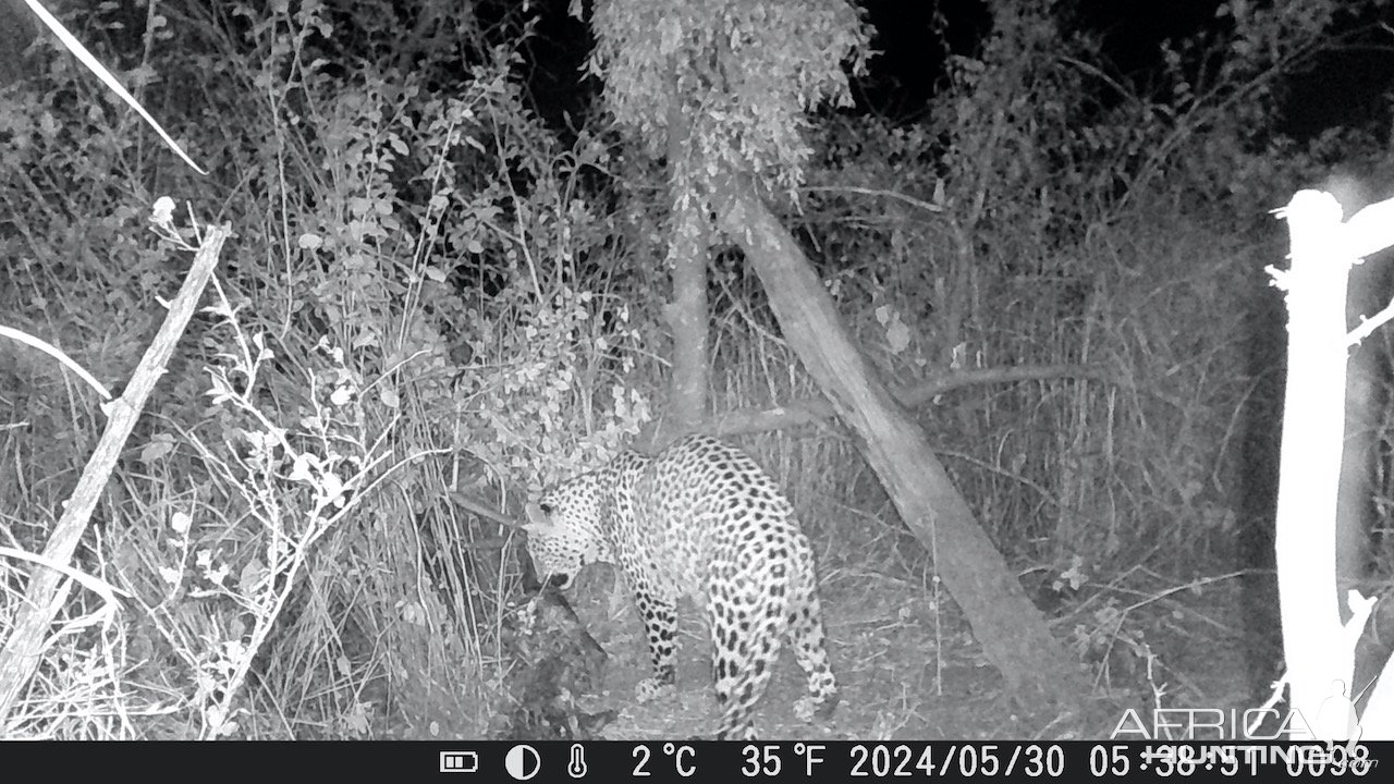 Leopard Trail Camera Zimbabwe