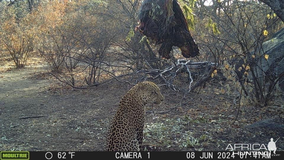Leopard Trail Camera Zimbabwe
