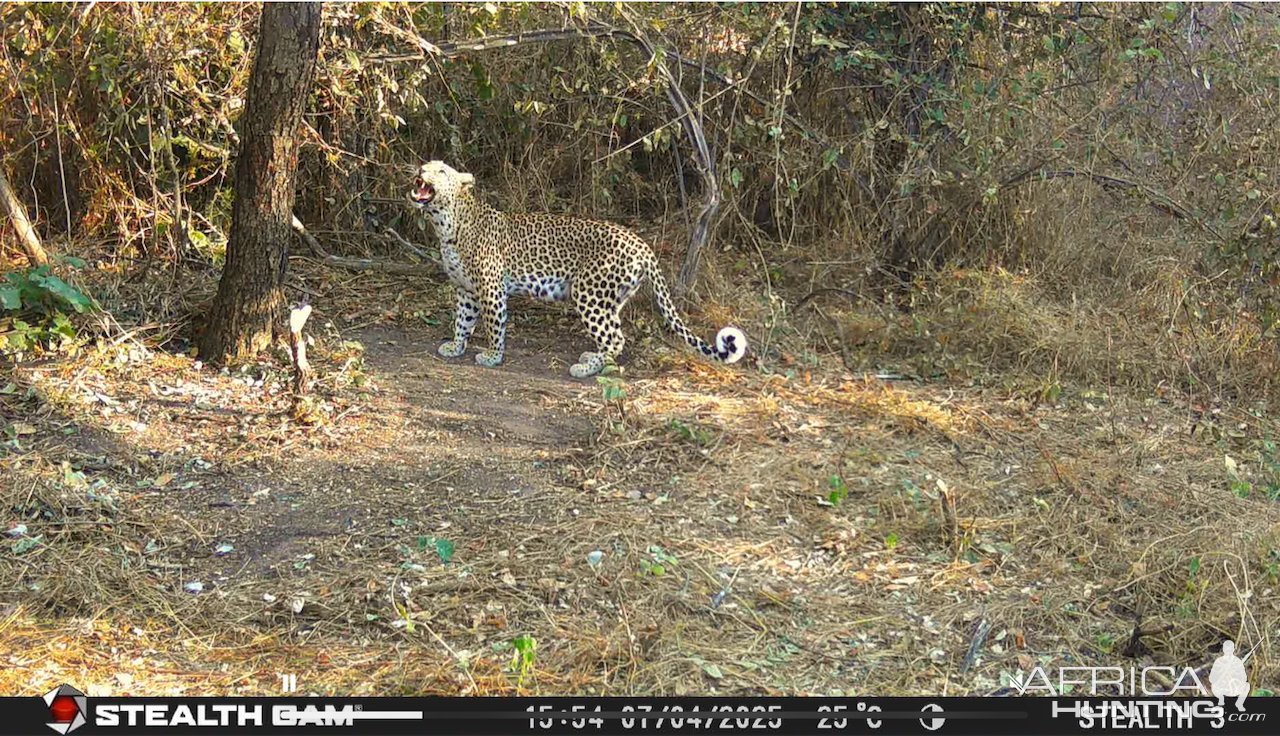 Leopard Trail Camera Zimbabwe