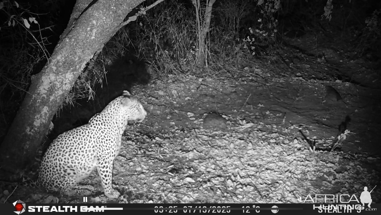 Leopard Trail Camera Zimbabwe