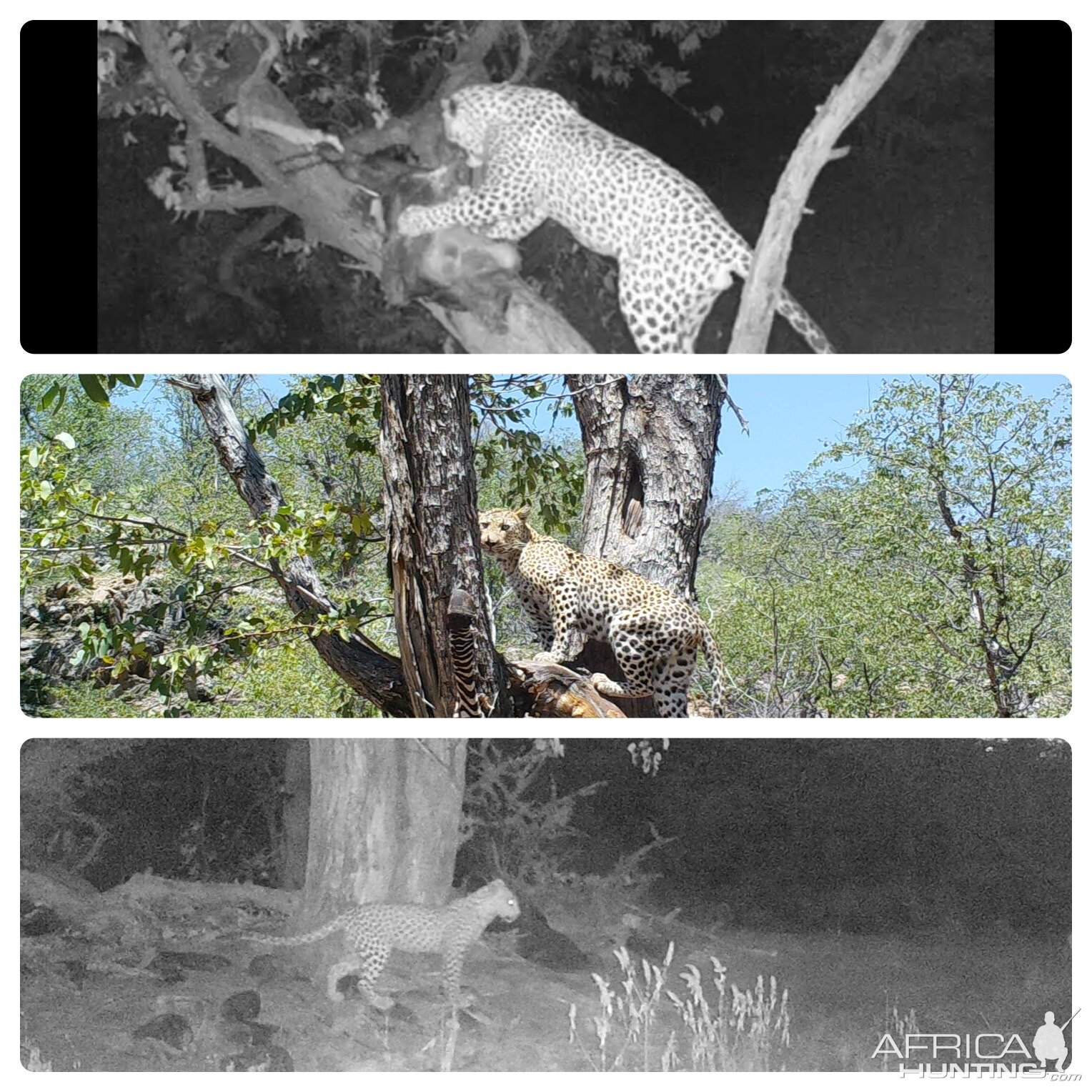 Leopard Trail Camera