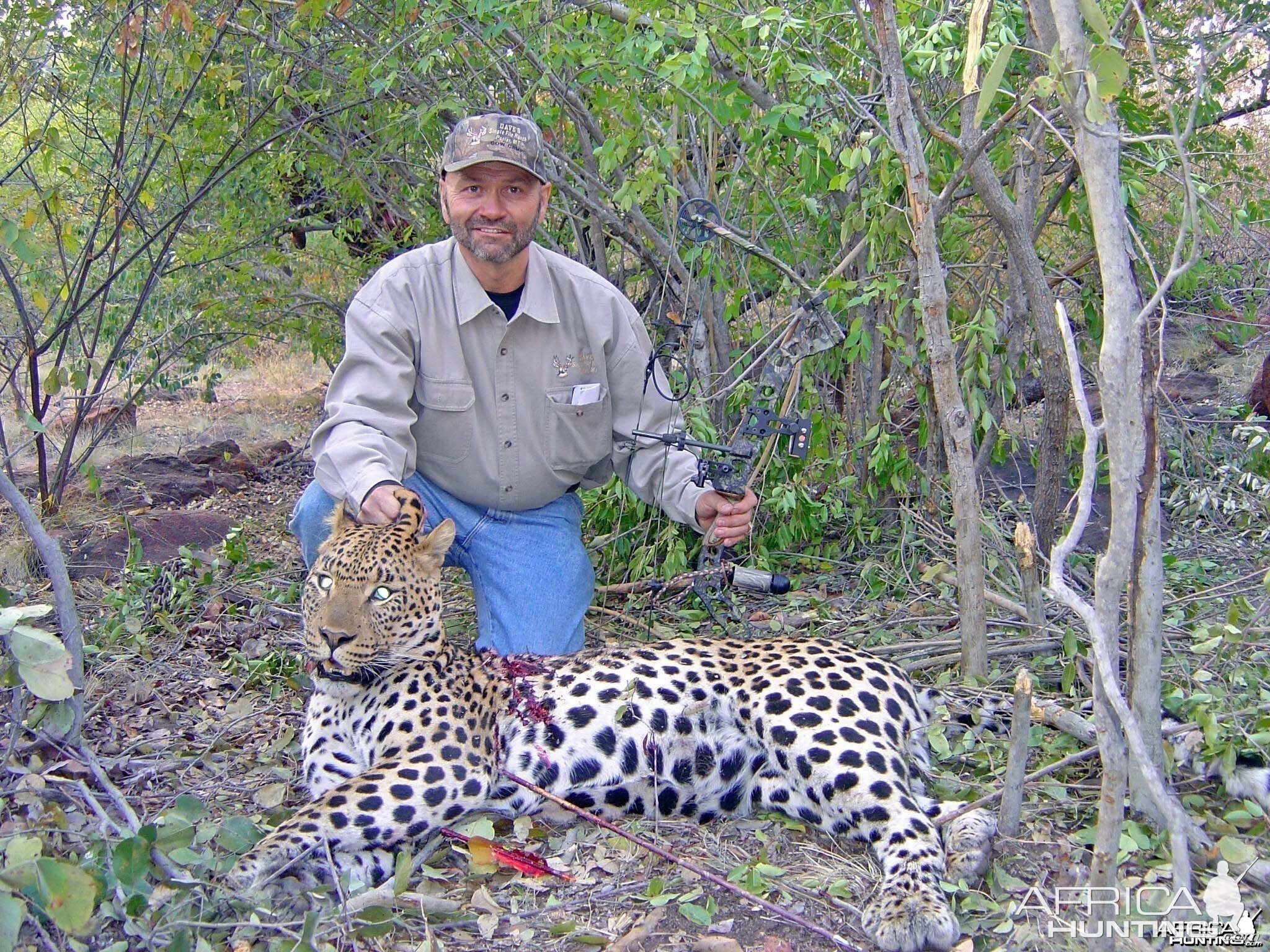 Leopard with bow taken with Warthog Safaris