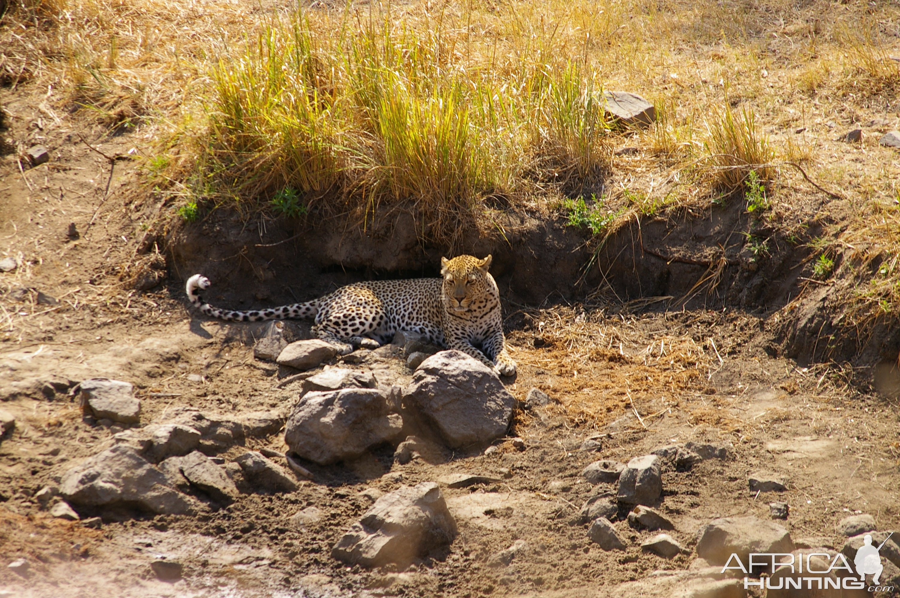 Leopard