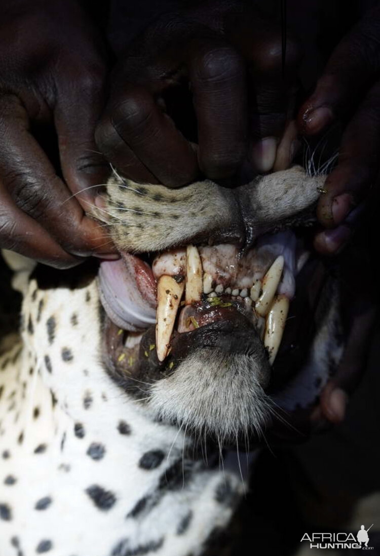 Leopard's Teeth Zambia
