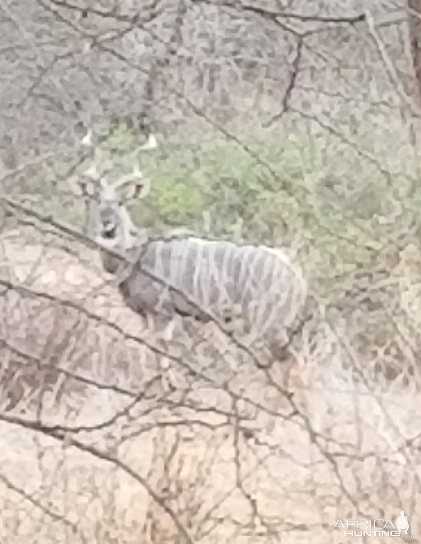 Lesser Kudu Massailand