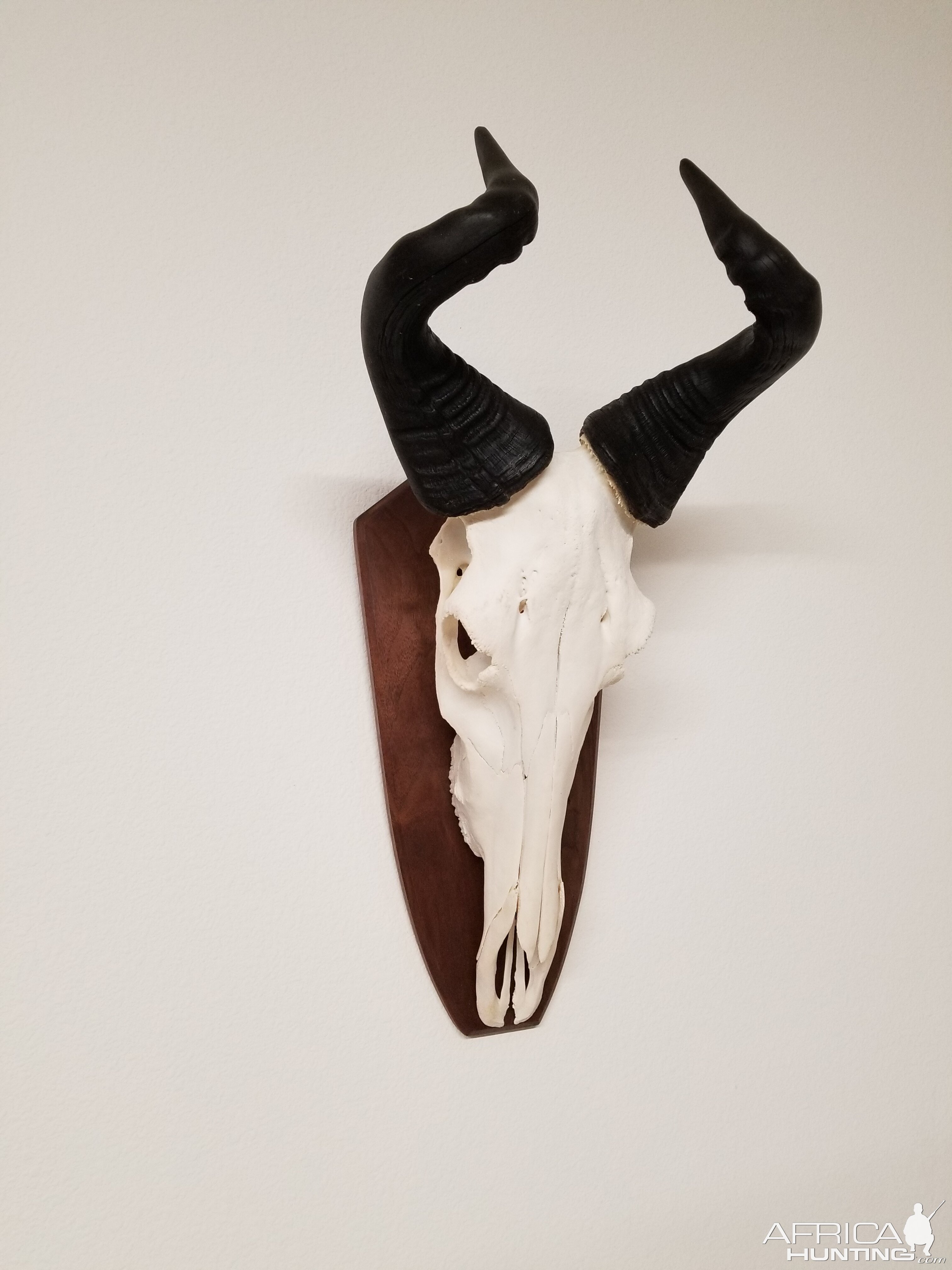 Lichtenstein Hartebeest European Skull Mount