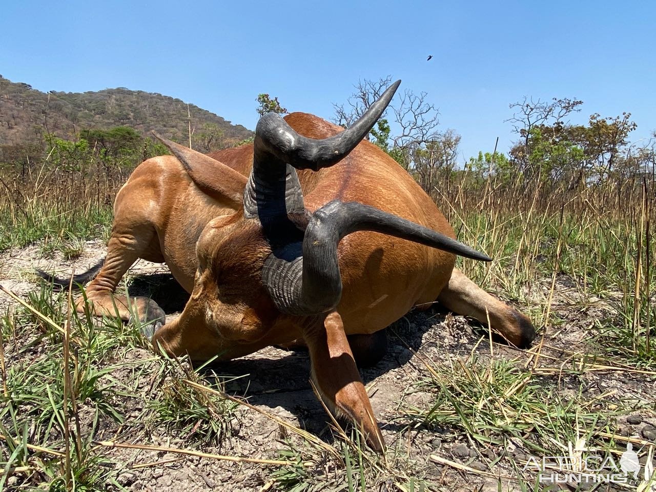 Lichtenstein Hartebeest Hunt Tanzania