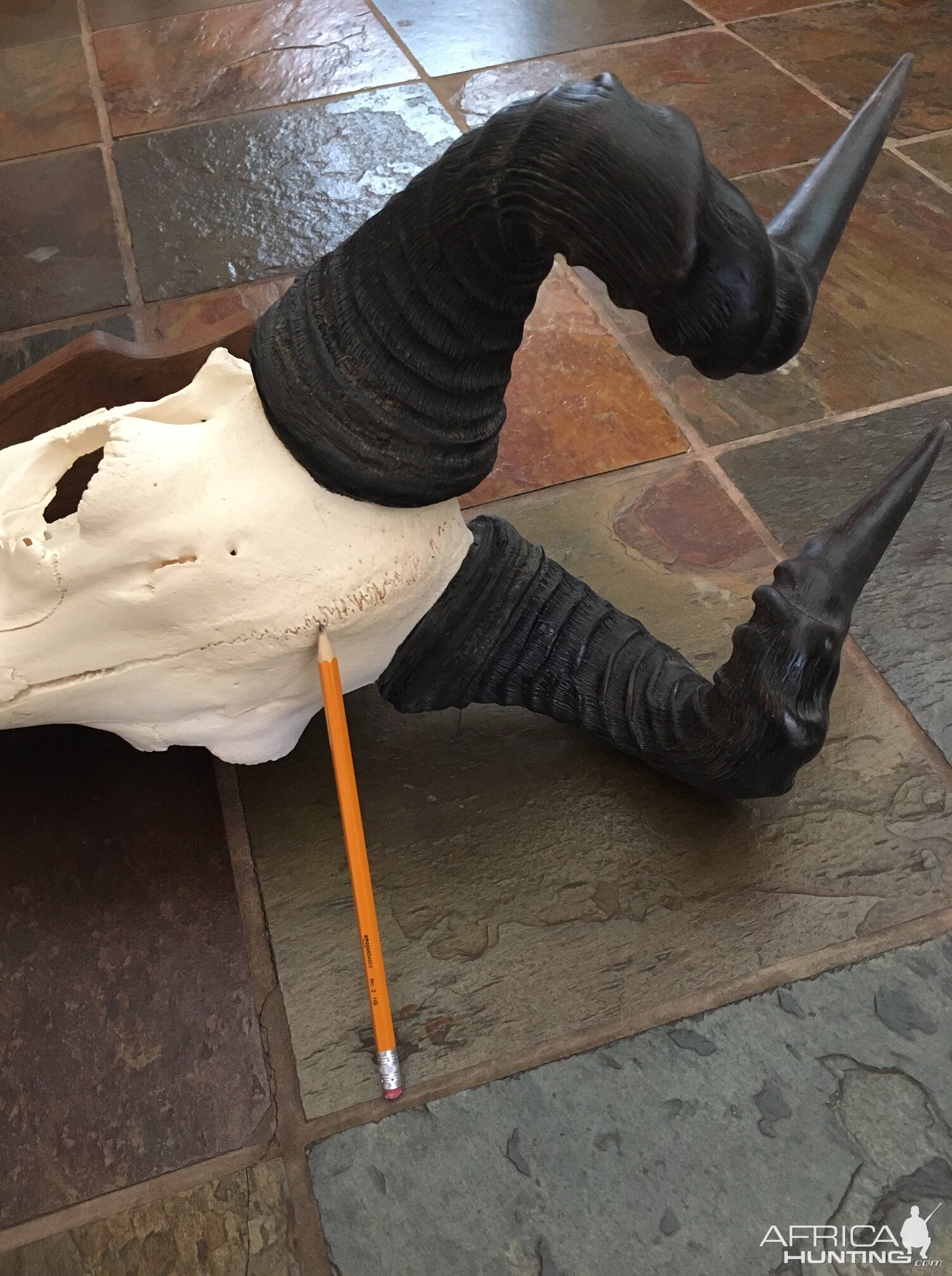 Lichtenstein Hartebeest Skull