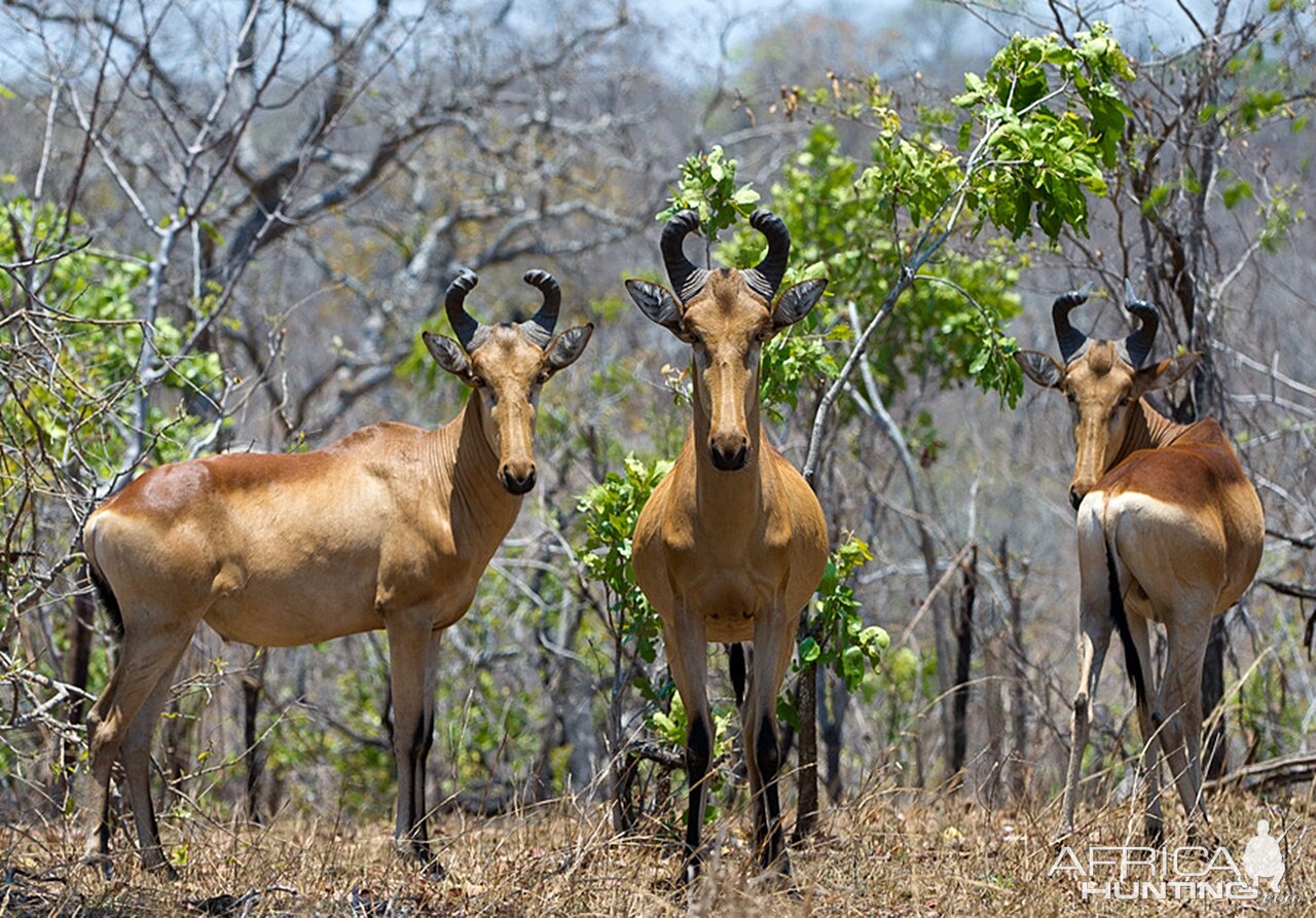 Lichtenstein's Hartebeest Zambia Wildlife
