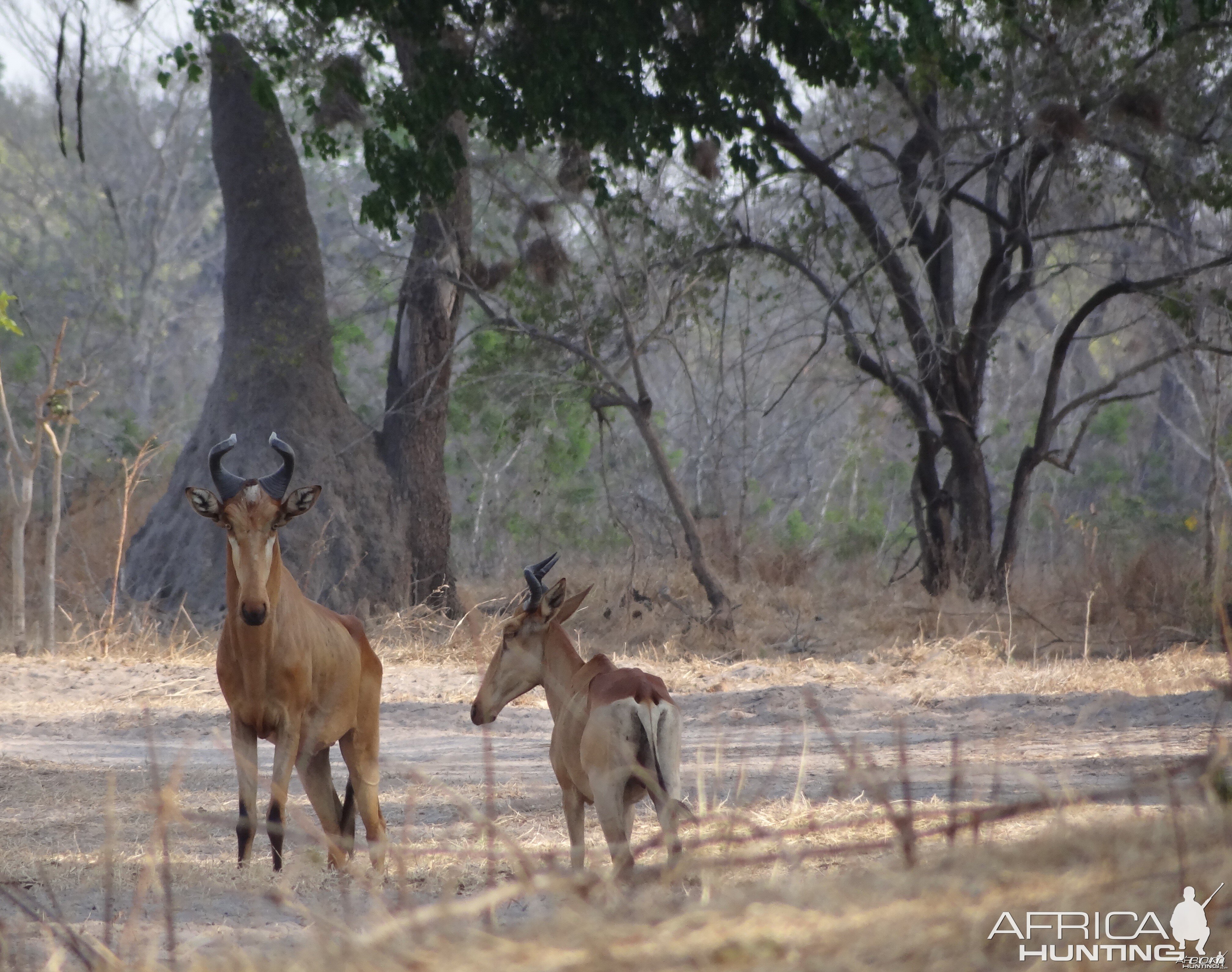 Liechtenstein hartebeest