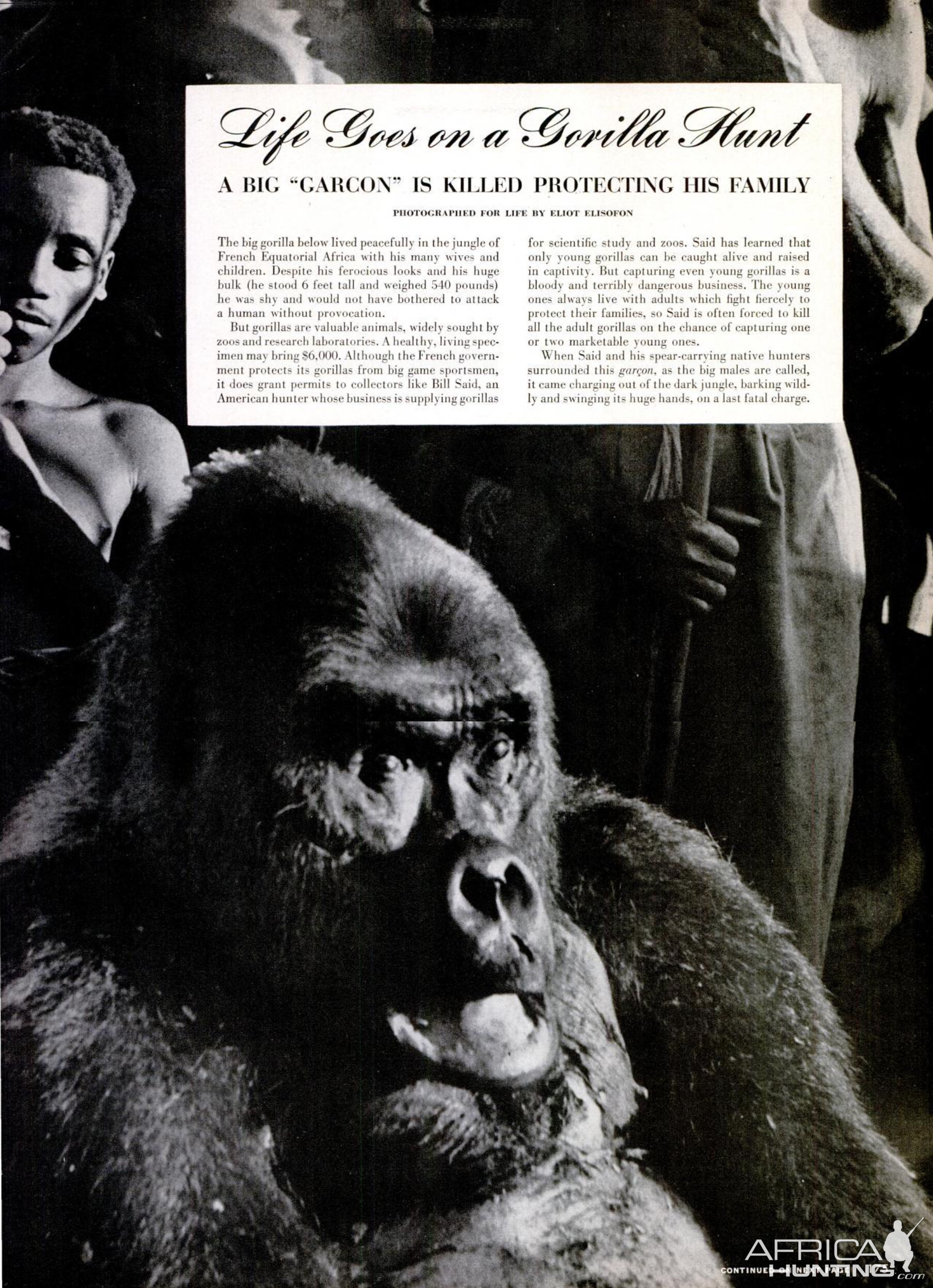 Life Goes On A Gorilla Hunt