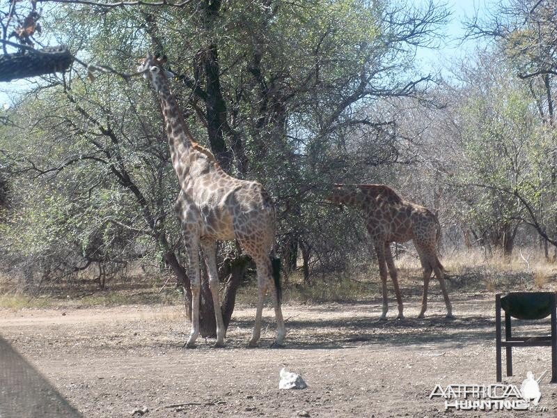 Life on Safari with Spiral Horn Safaris