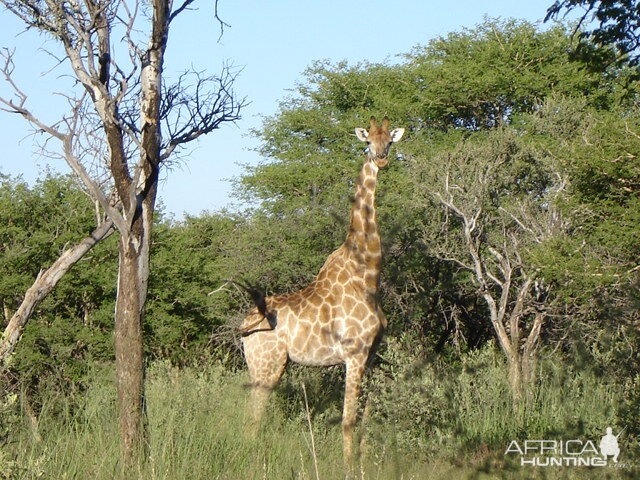 Life on Safari with Spiral Horn Safaris