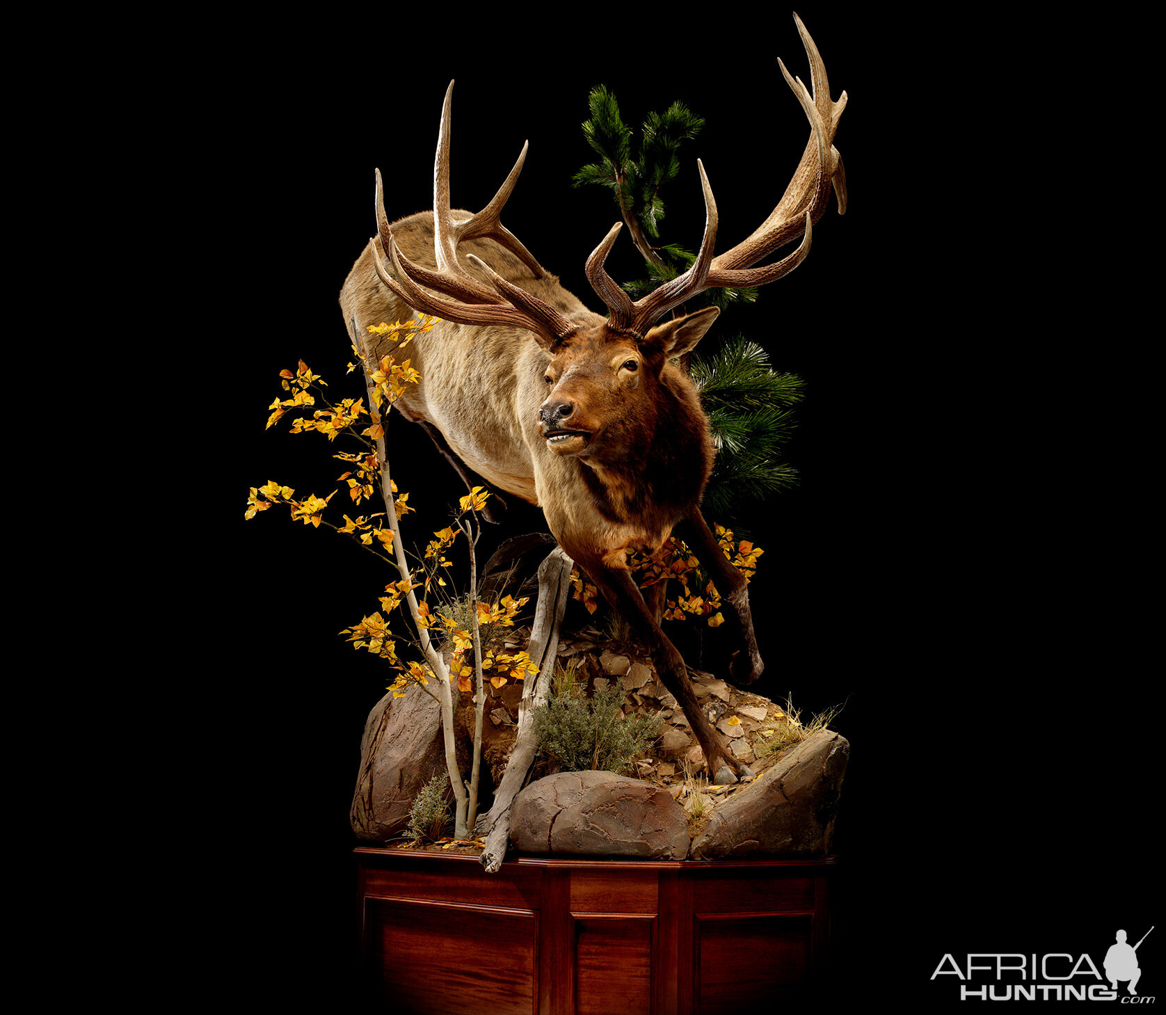 Life Size Elk Pedestal Mount.