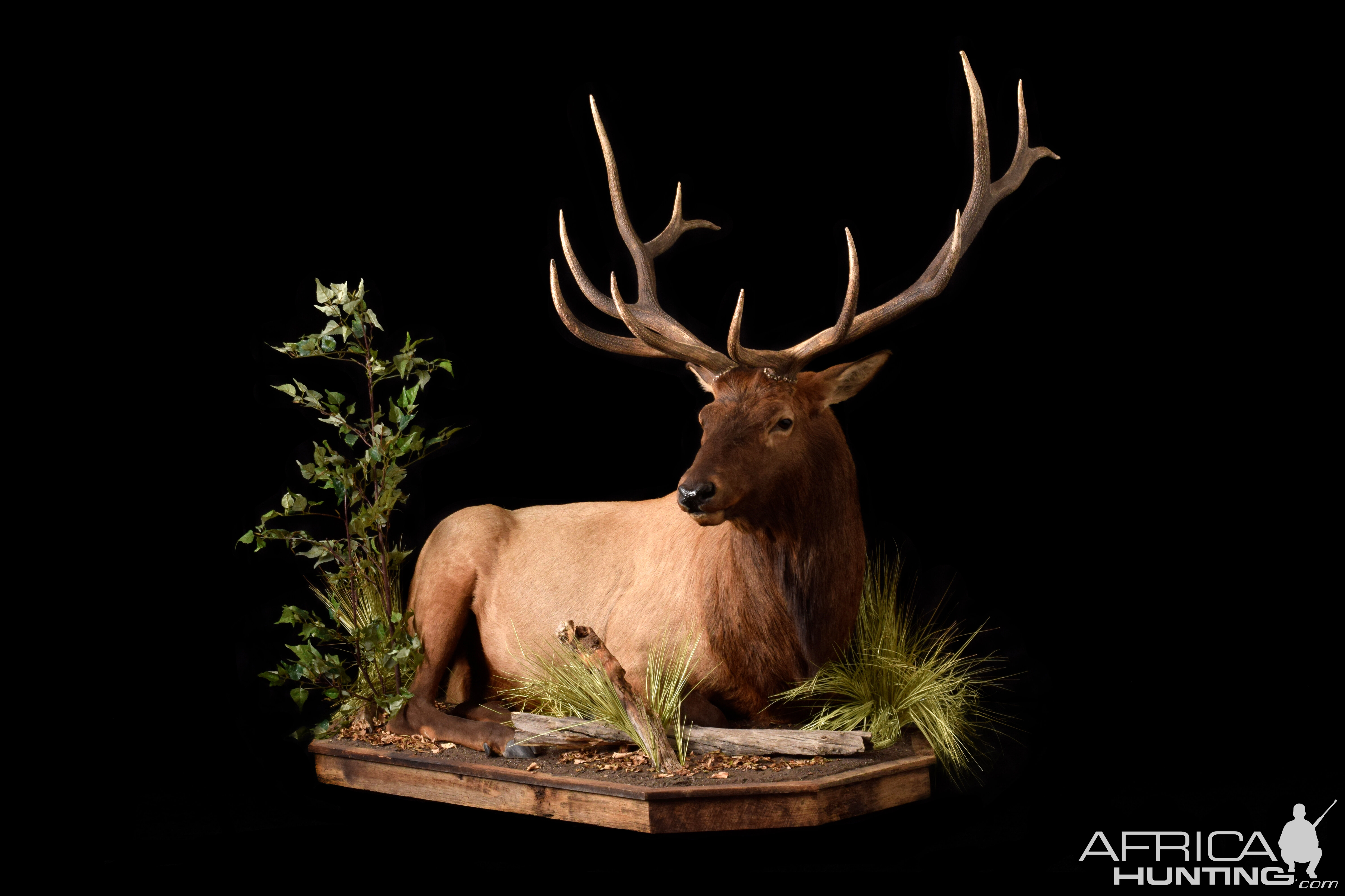Life Size Elk resting on a low profile habitat.