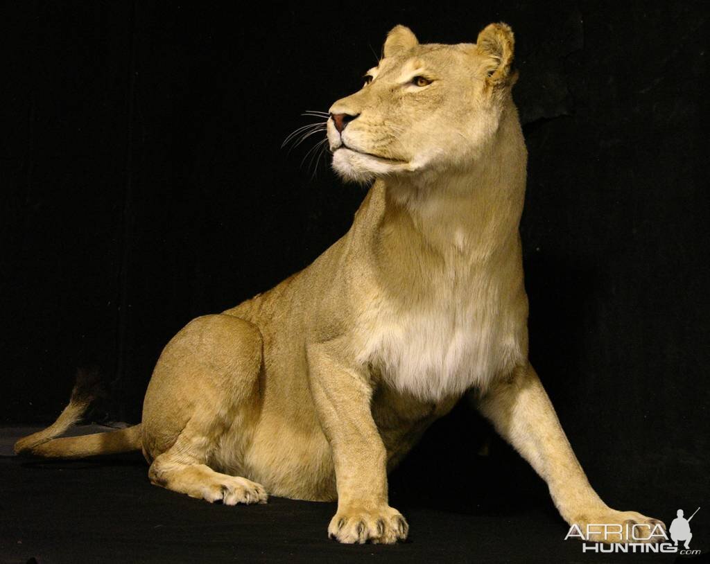 Life Size Lioness Full Mount Taxidermy