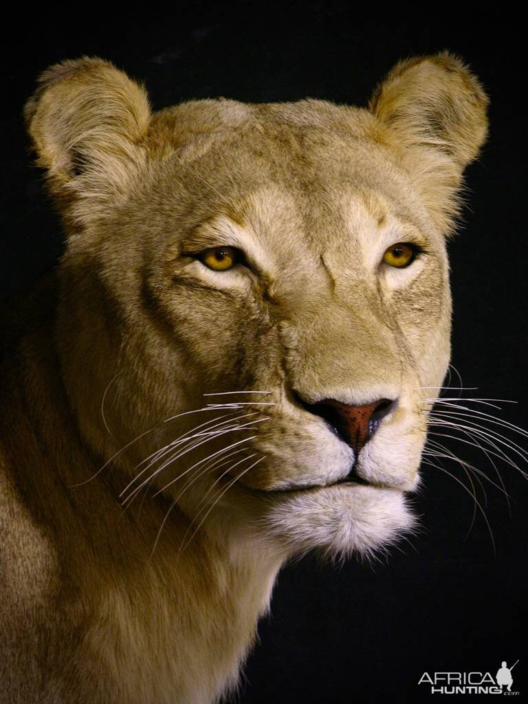 Life Size Lioness Full Mount Taxidermy