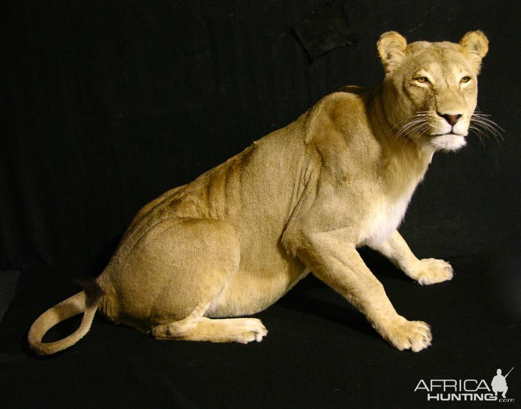 Life Size Lioness Full Mount Taxidermy