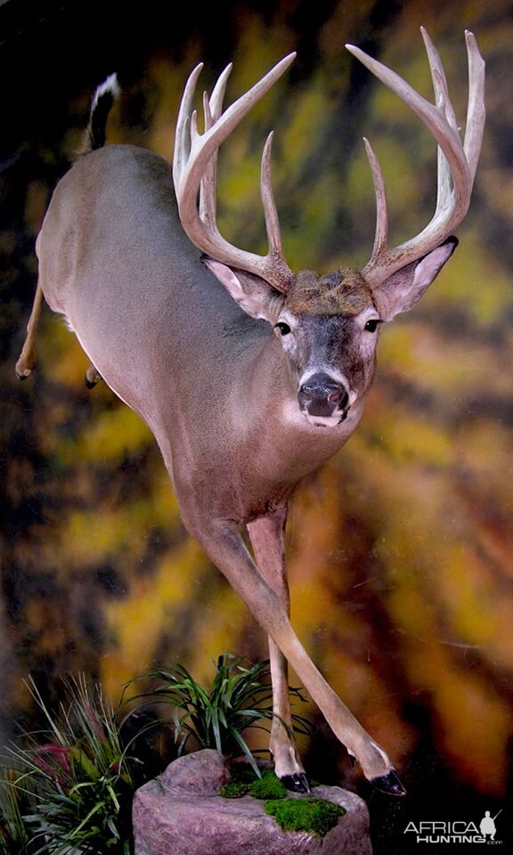 Life Size Running Whitetail Taxidermy Mount