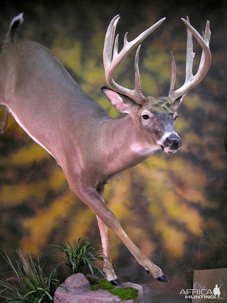 Life Size Running Whitetail Taxidermy Mount