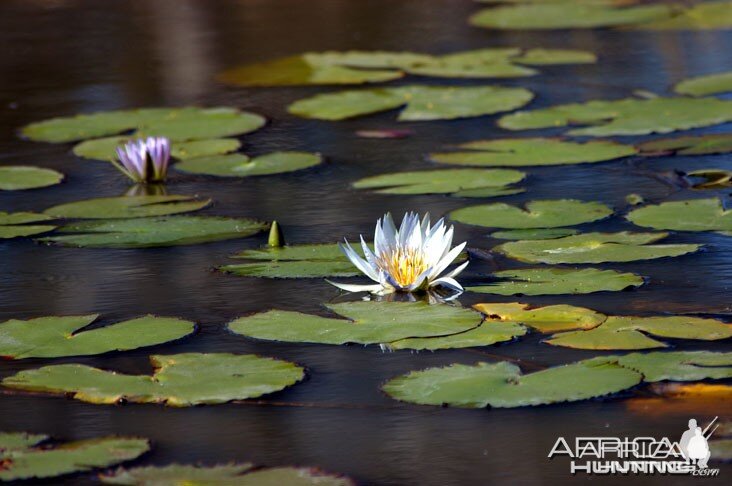 Lily Pad Zambia