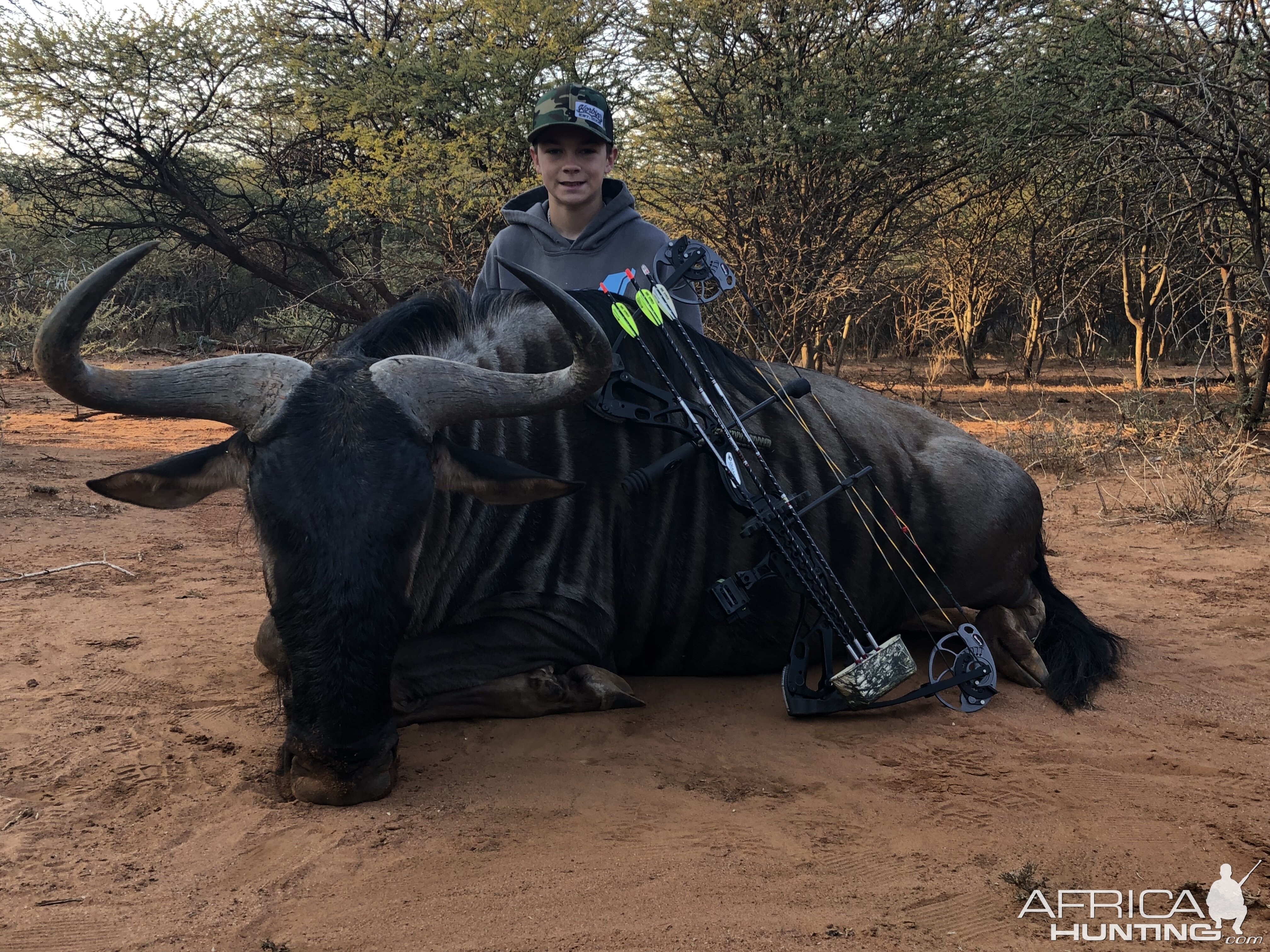 Limpopo Blue Wildebeest