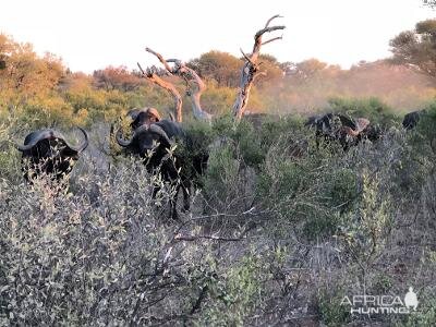 Limpopo Buff return to the death below