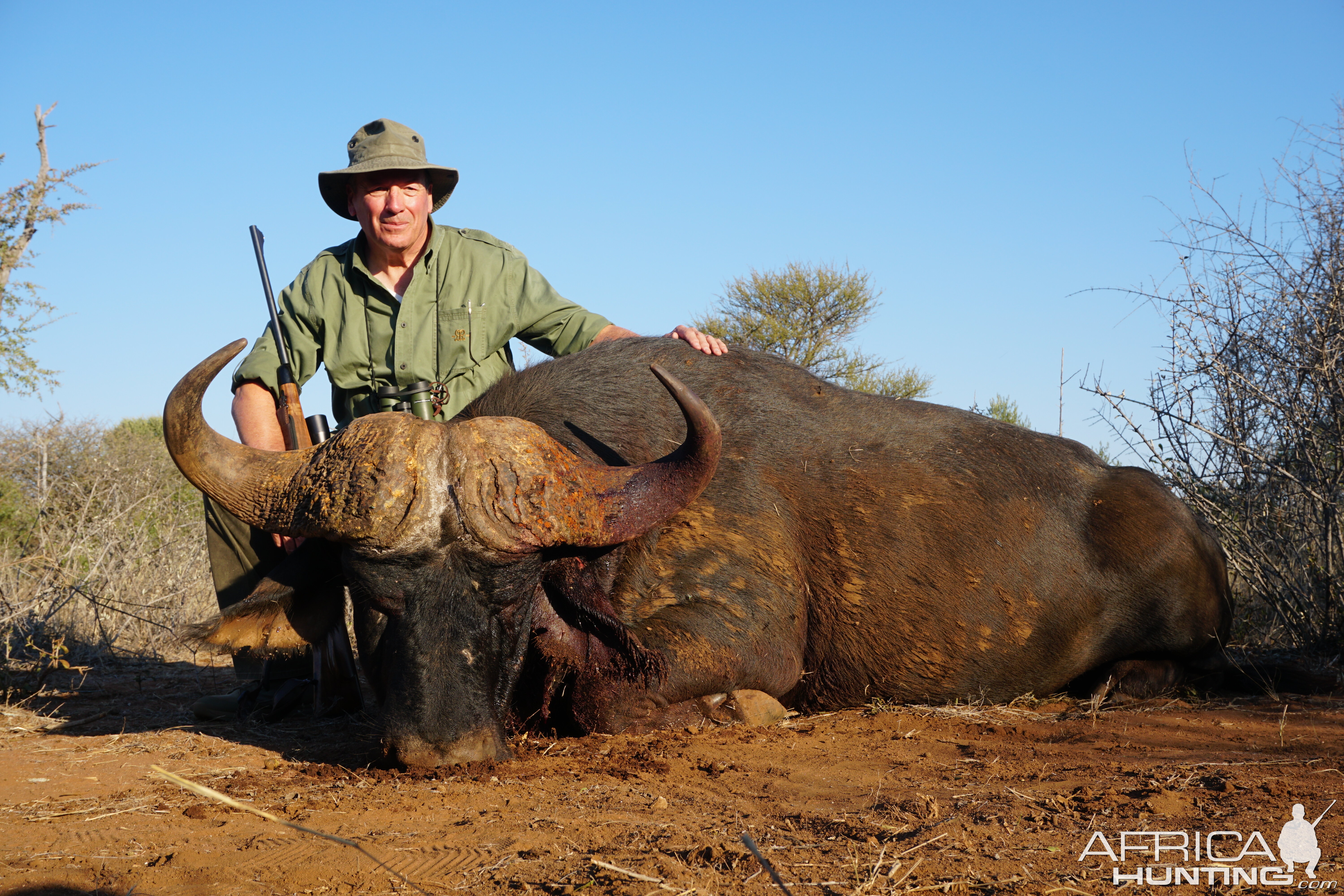 Limpopo Buffalo