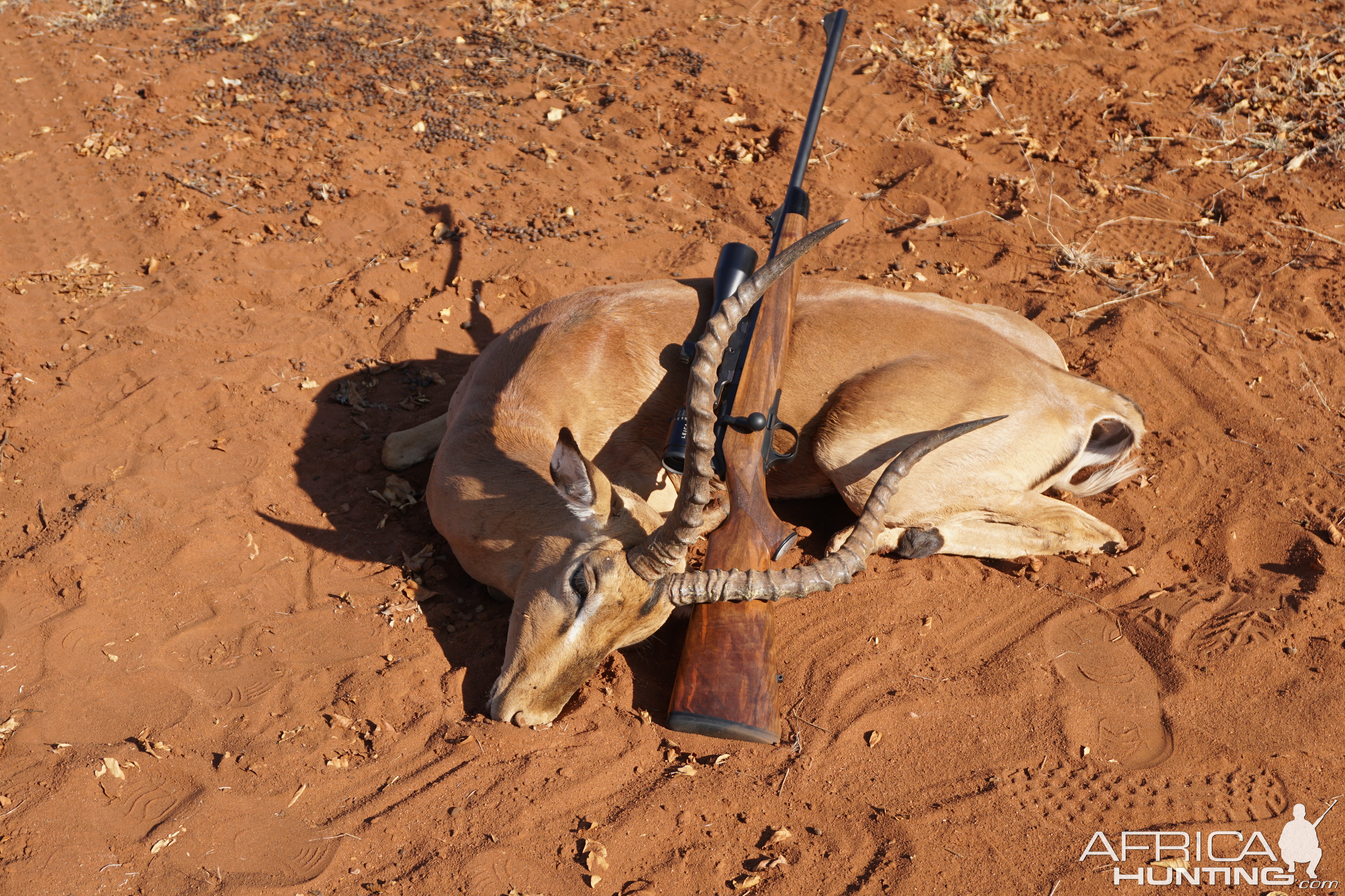 Limpopo Impala