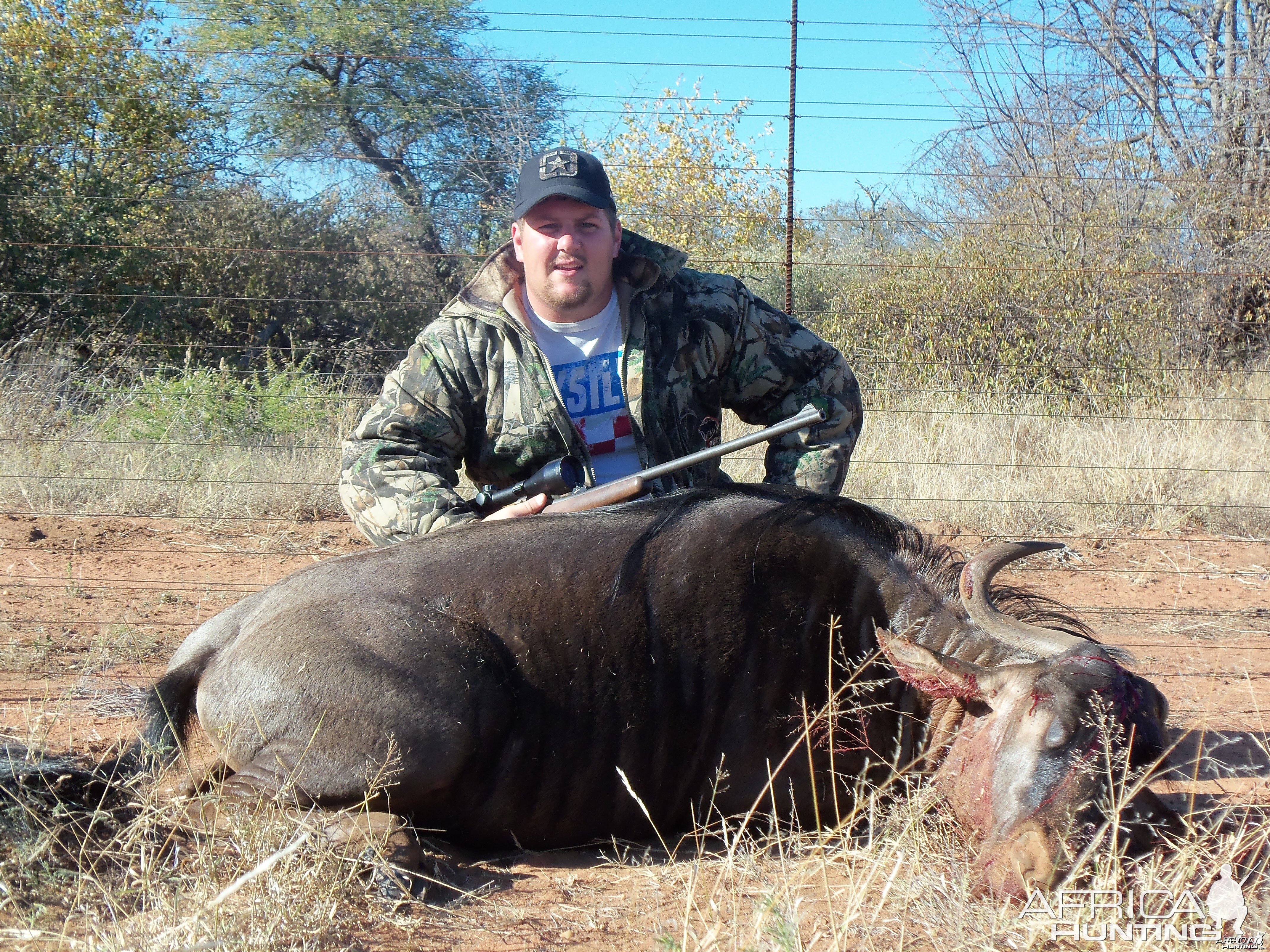 Limpopo Wildebeest