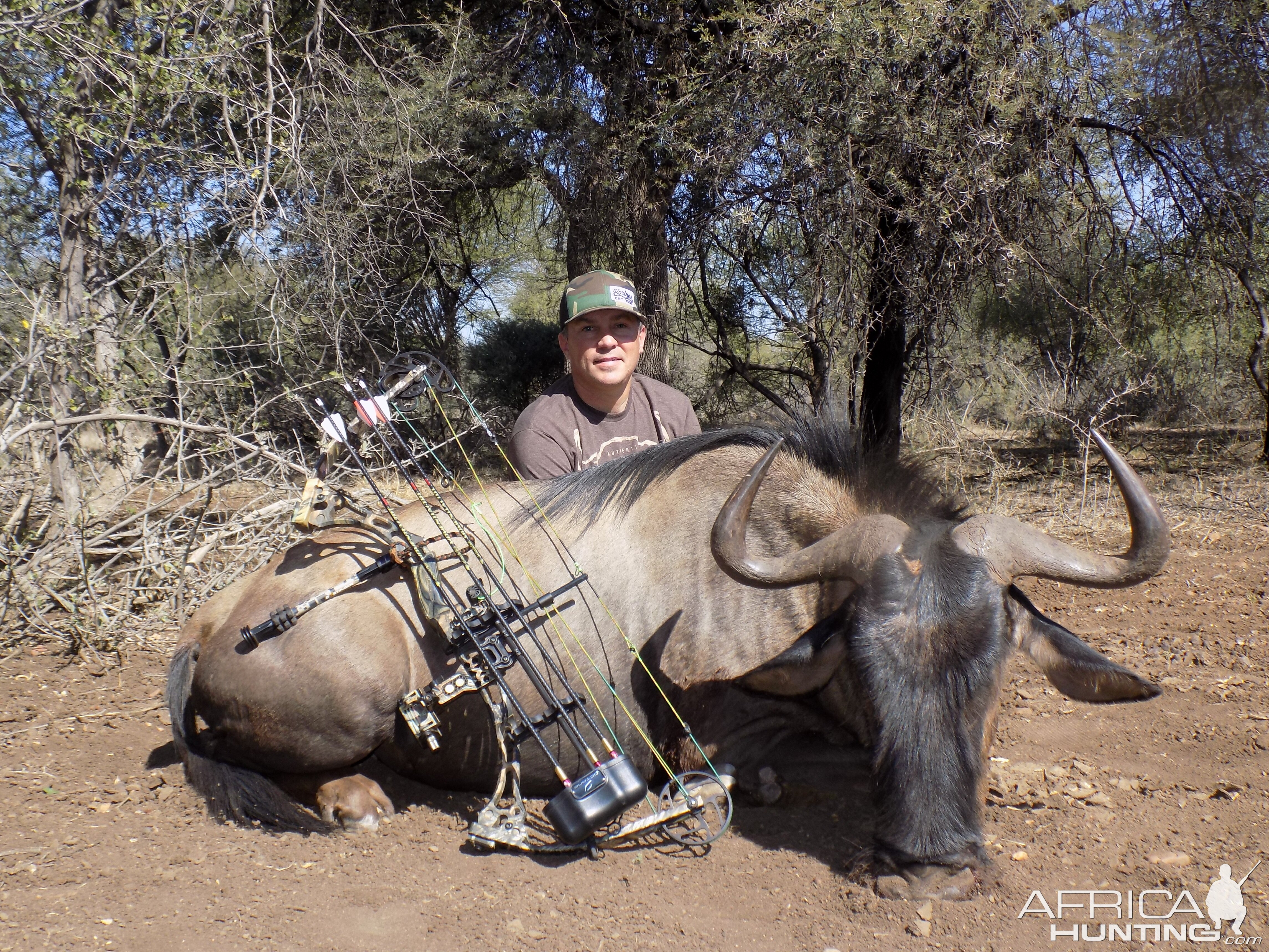 Limpopo Wildebeest