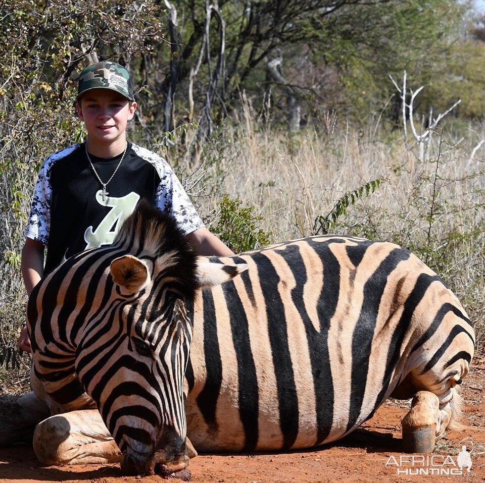 Limpopo Zebra