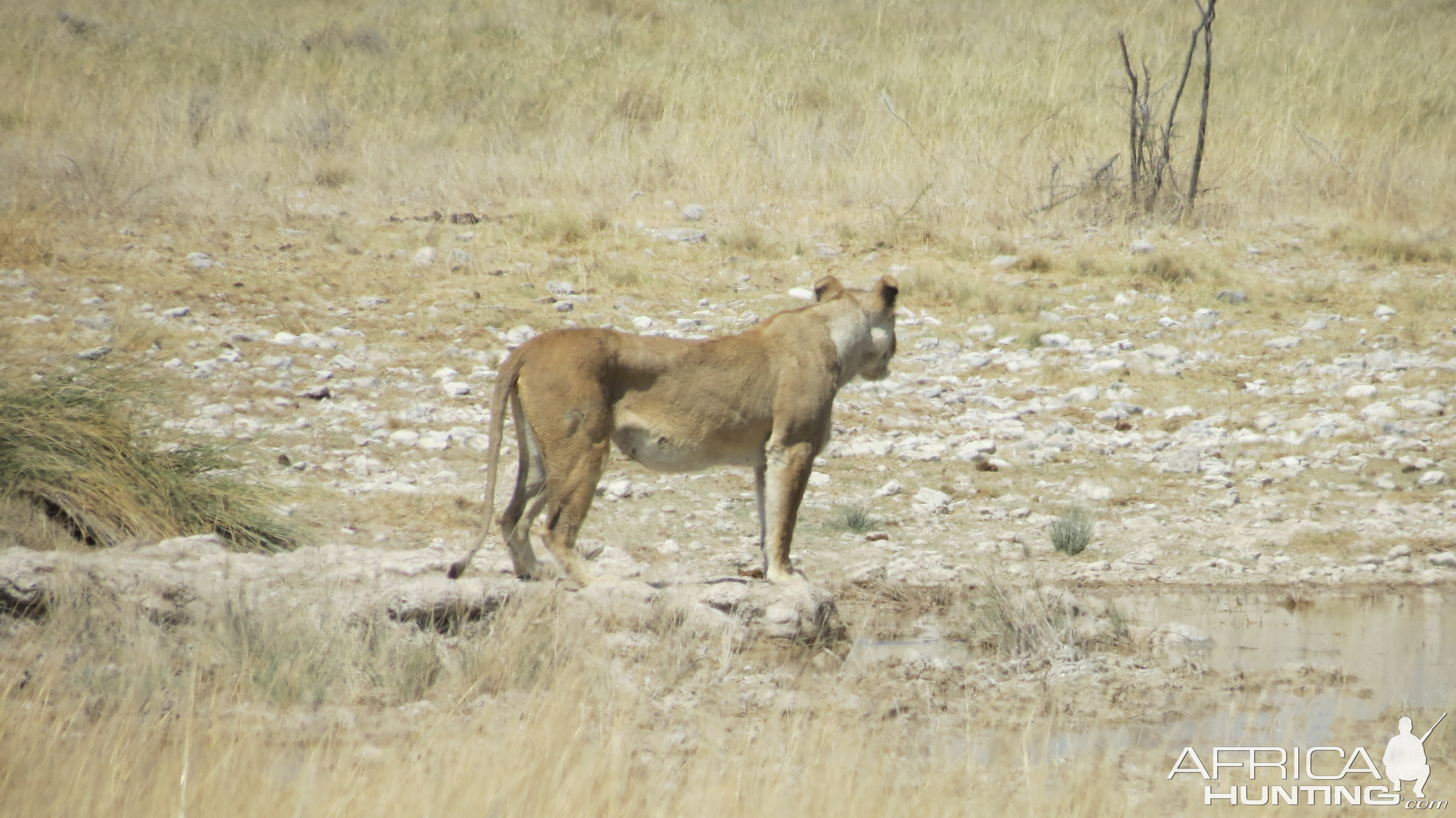 Lion at Etosha National Park