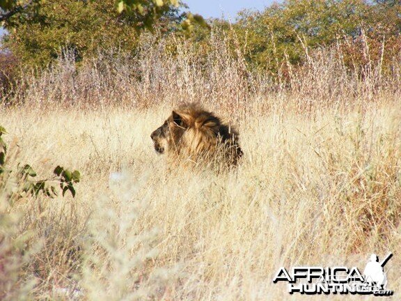 Lion at Etosha