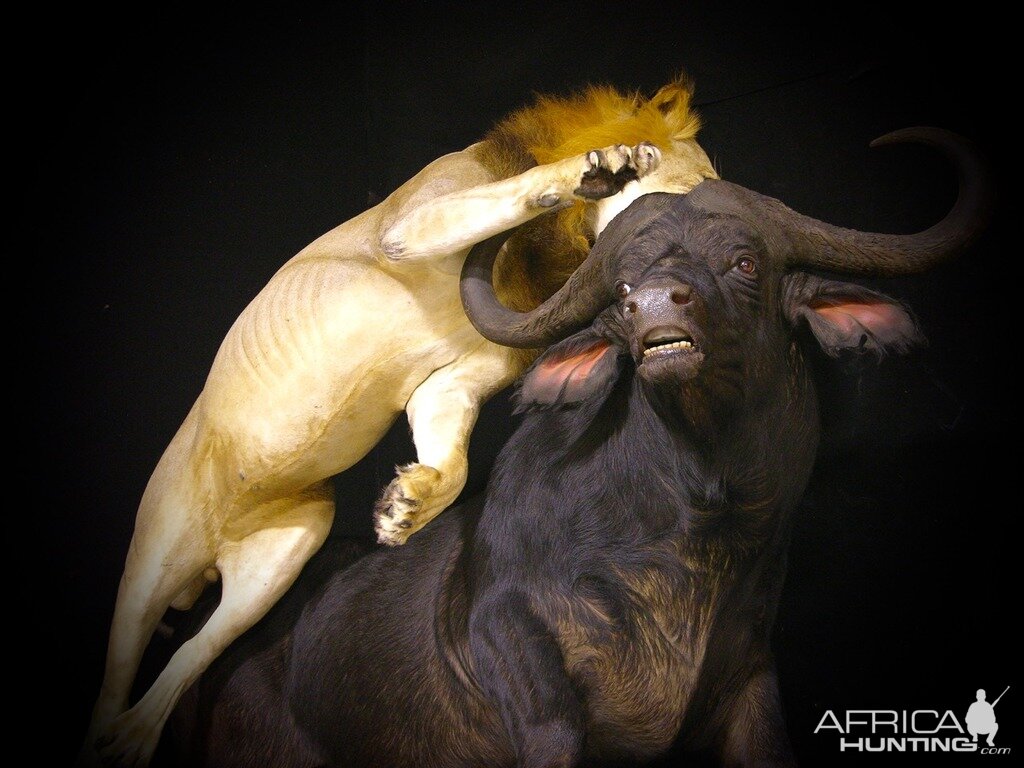 Lion Attacking Buffalo Full Mount Taxidermy
