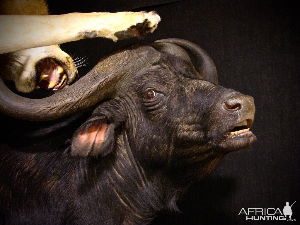 Lion Attacking Buffalo Full Mount Taxidermy